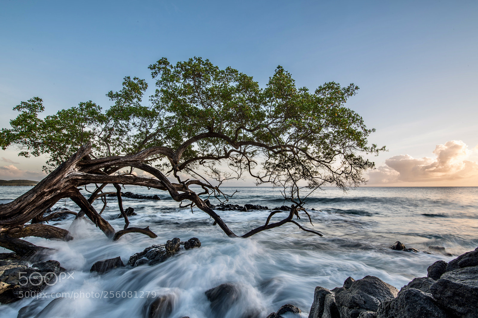 Nikon D850 sample photo. Le vieil arbre et photography