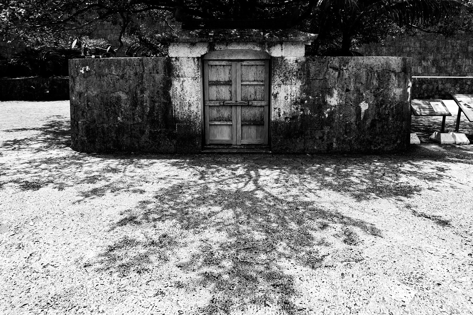Sony a9 sample photo. Tree on the ground photography