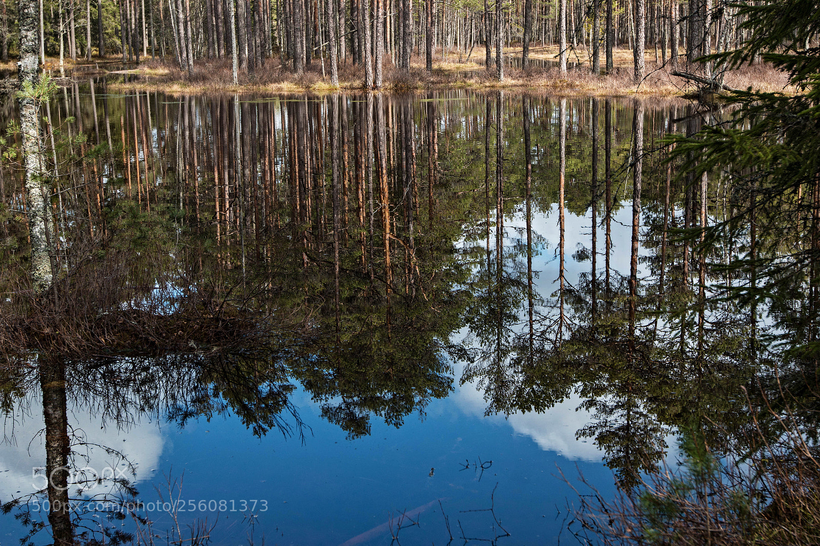 Canon EOS 70D sample photo. Viru bog photography