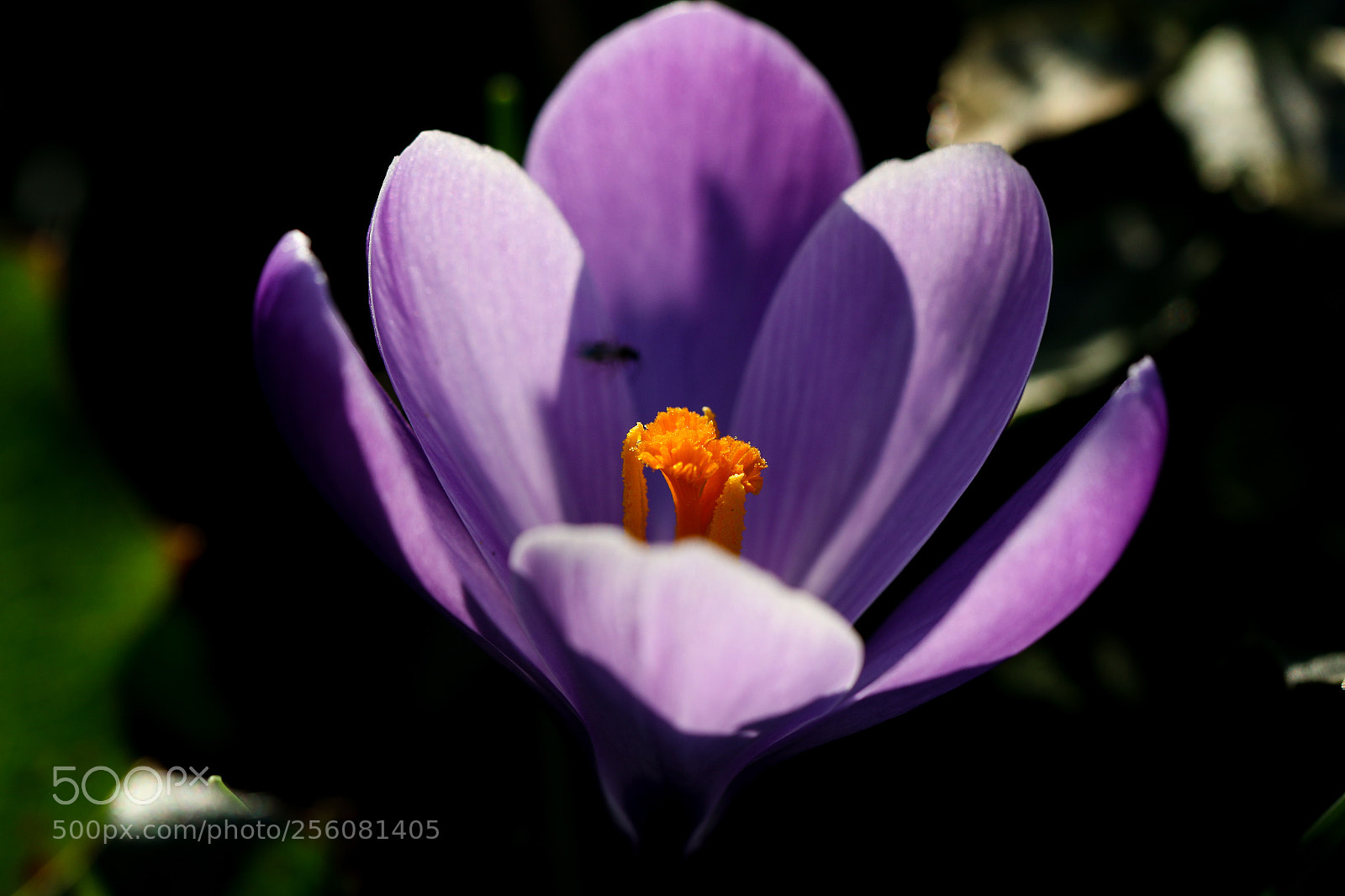 Canon EOS 70D sample photo. Untitled photography