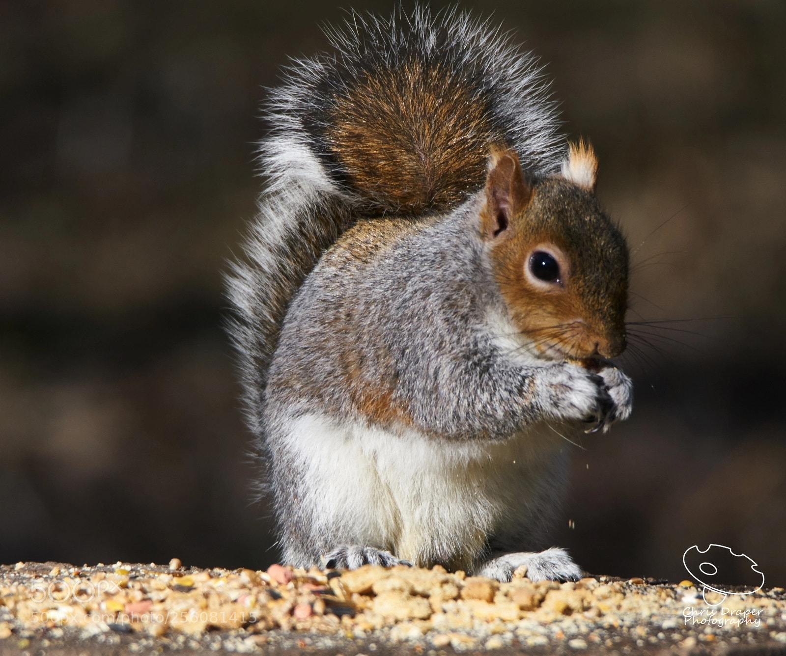 Sony ILCA-77M2 sample photo. Raiding the bird table photography