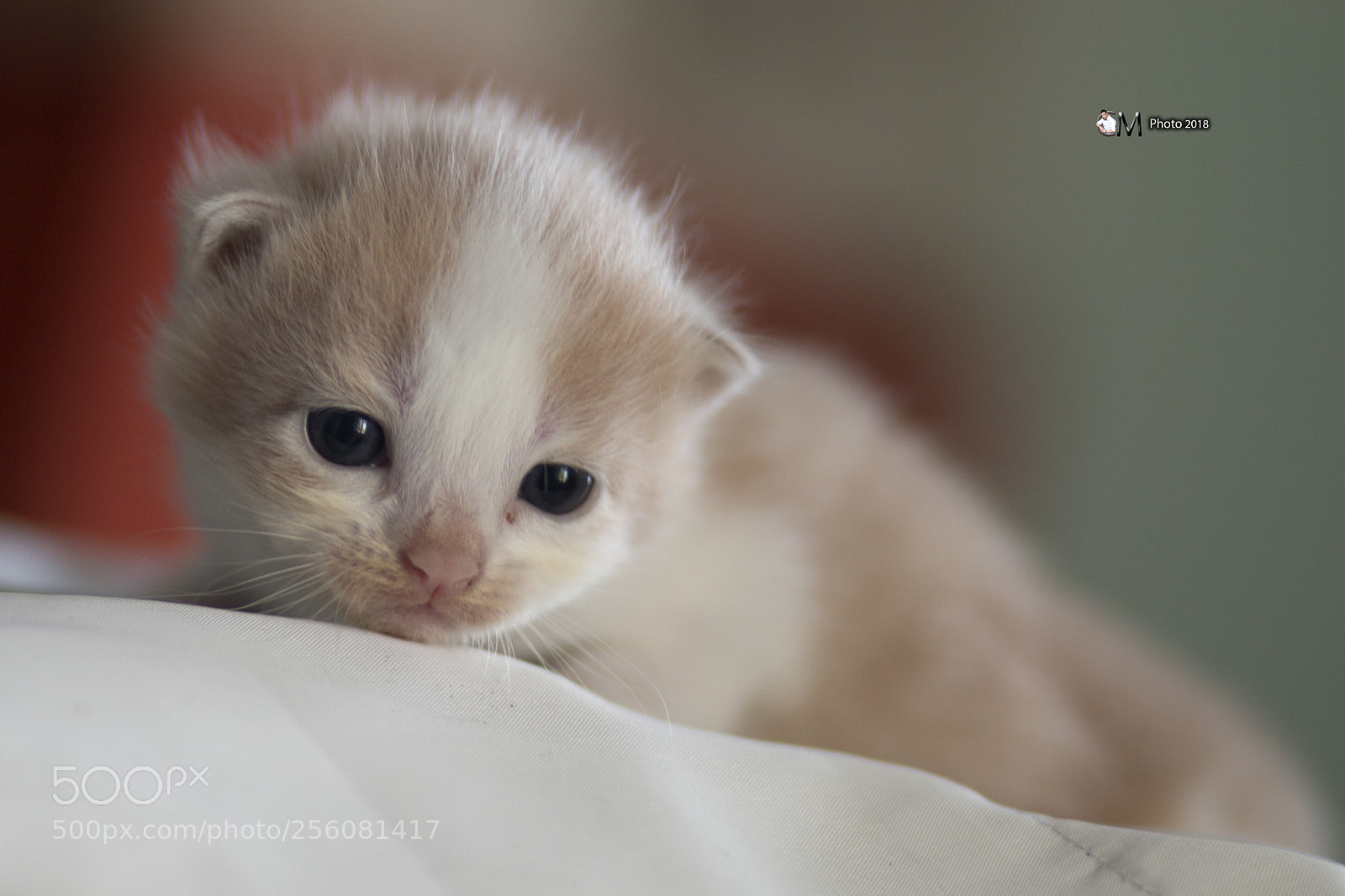 Canon EOS 70D sample photo. ? gattino photography