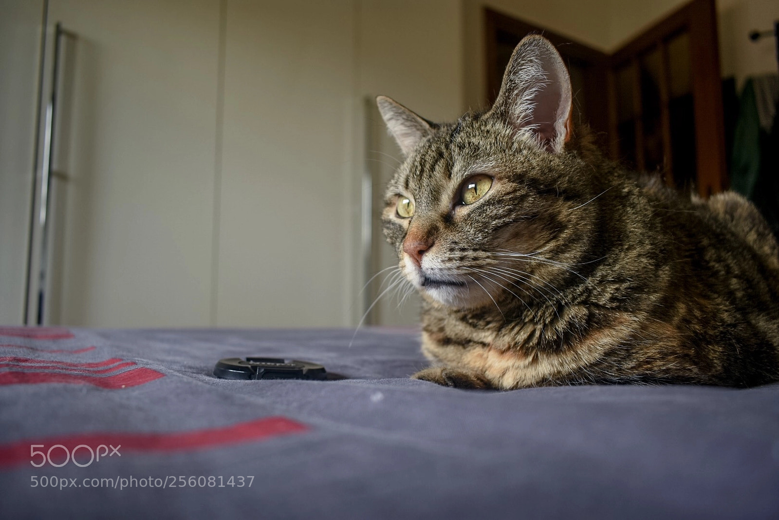 Nikon D3400 sample photo. I love cats  photography