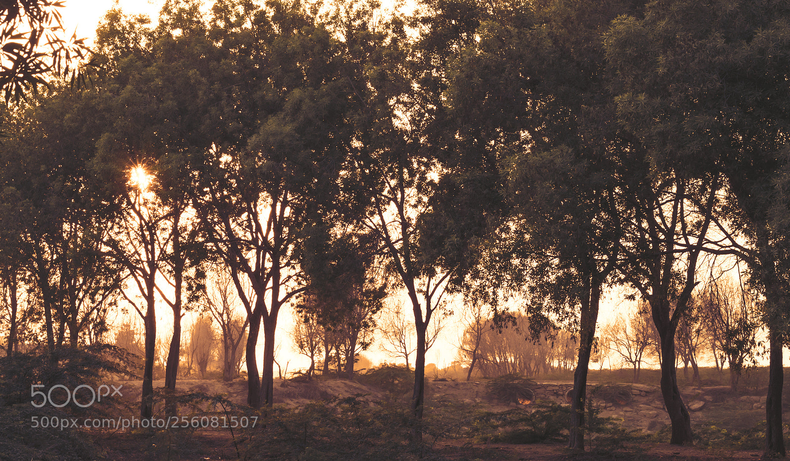 Canon EOS 70D sample photo. Golden hour ! photography