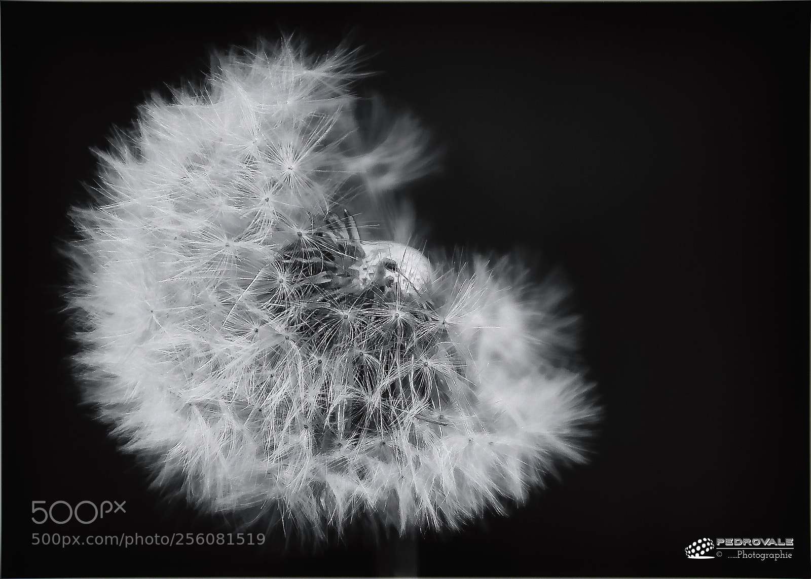Nikon D5500 sample photo. Dandelion photography