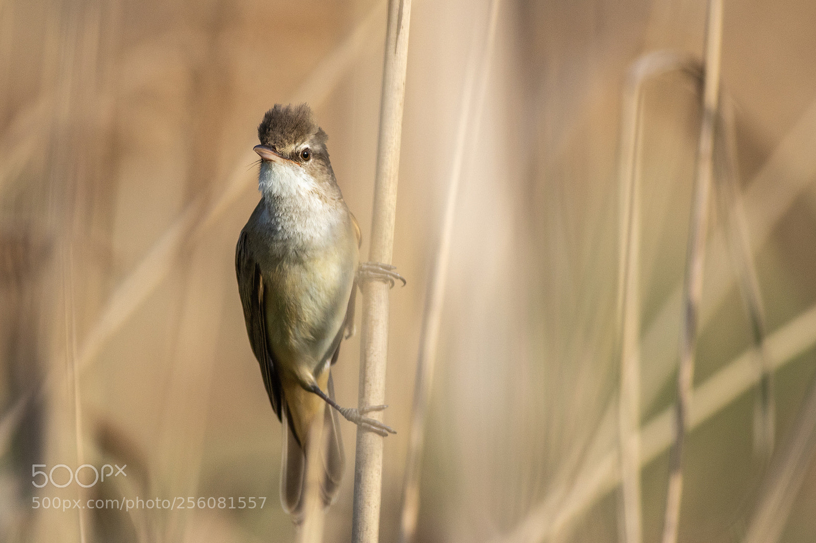 Canon EOS 7D Mark II sample photo. Great reed warbler photography