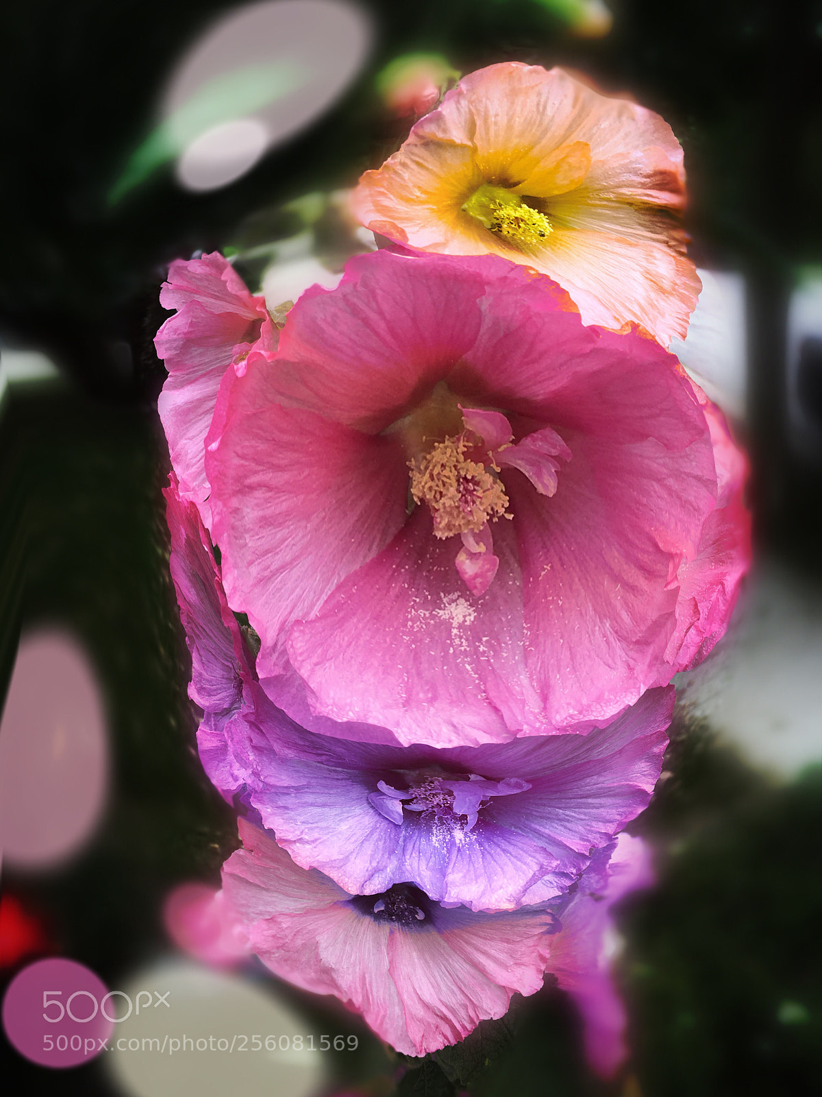 Apple iPhone SE sample photo. Flowers  photography