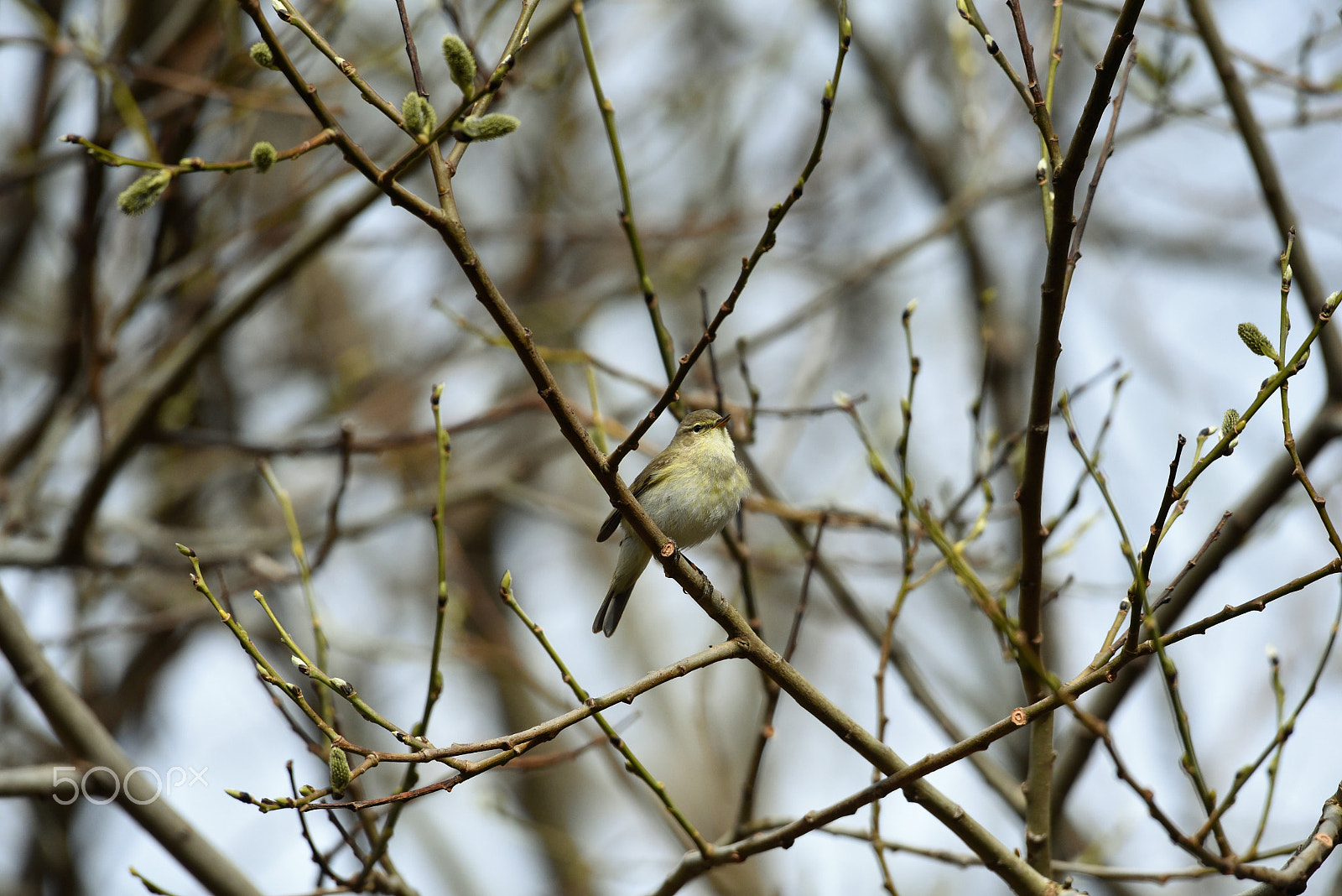 Nikon AF-S Nikkor 200-500mm F5.6E ED VR sample photo. Gransanger,chiffchaff , phylloscopus collybita photography