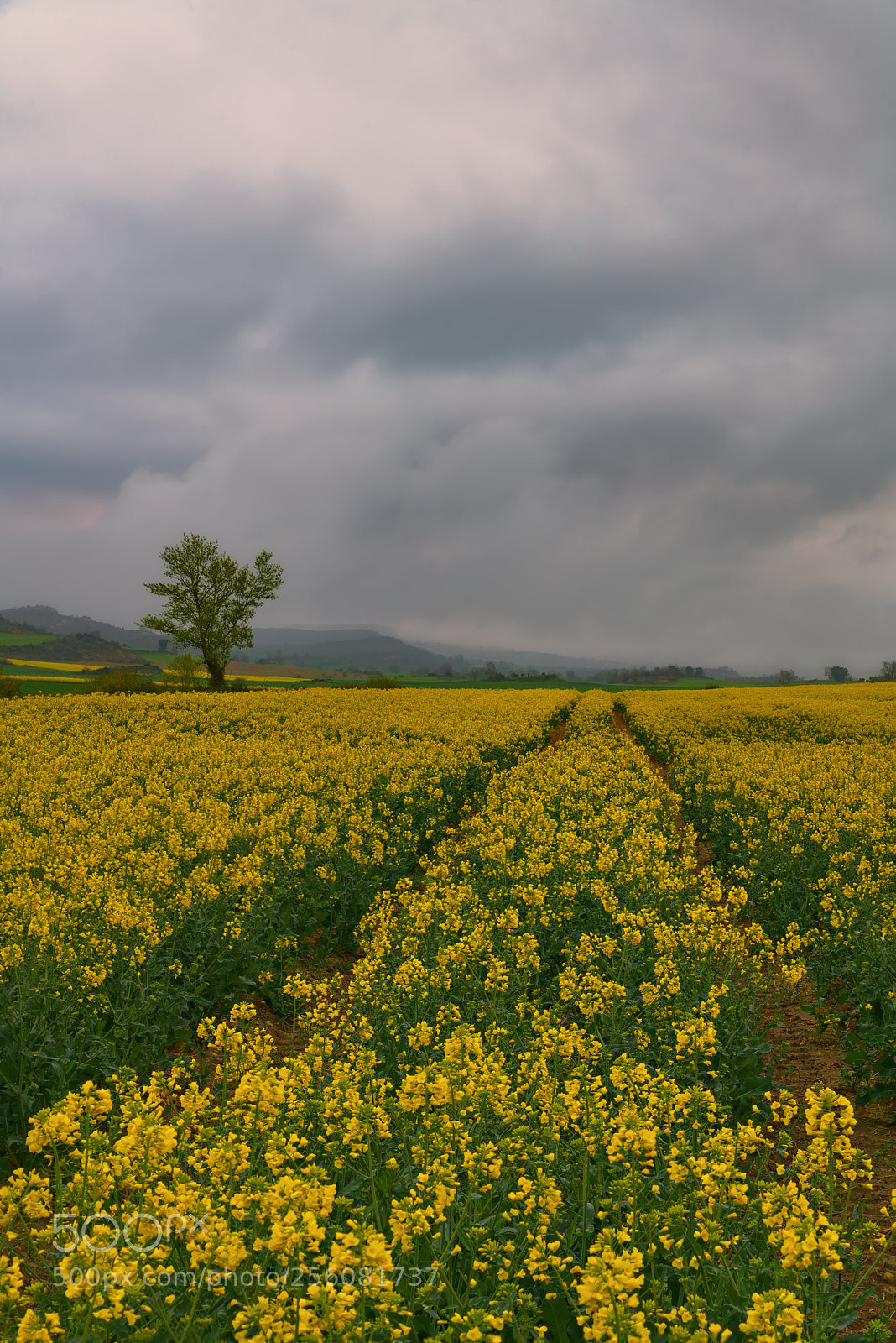 Sony a7R II sample photo. Path photography
