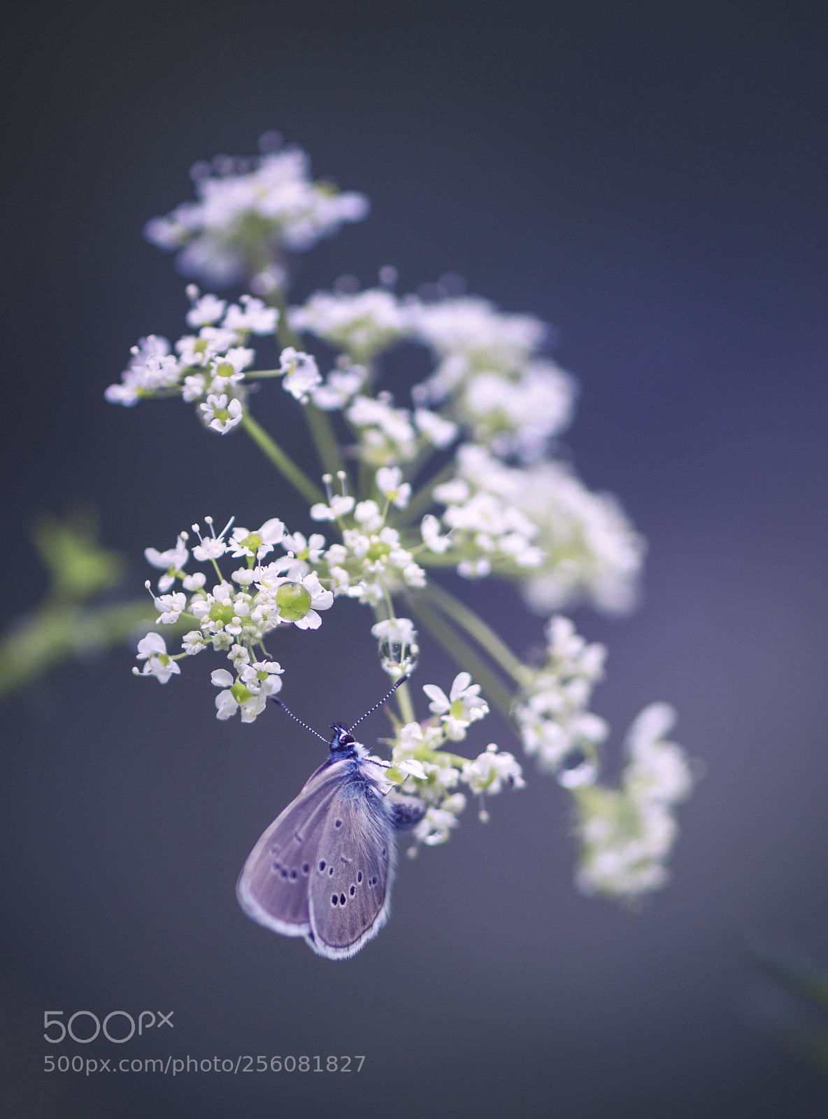 Nikon D7200 sample photo. Argus photography