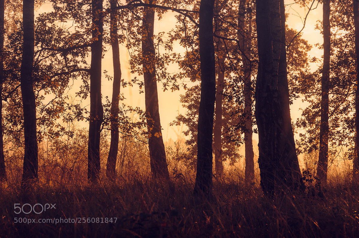Nikon D90 sample photo. Forest moods photography