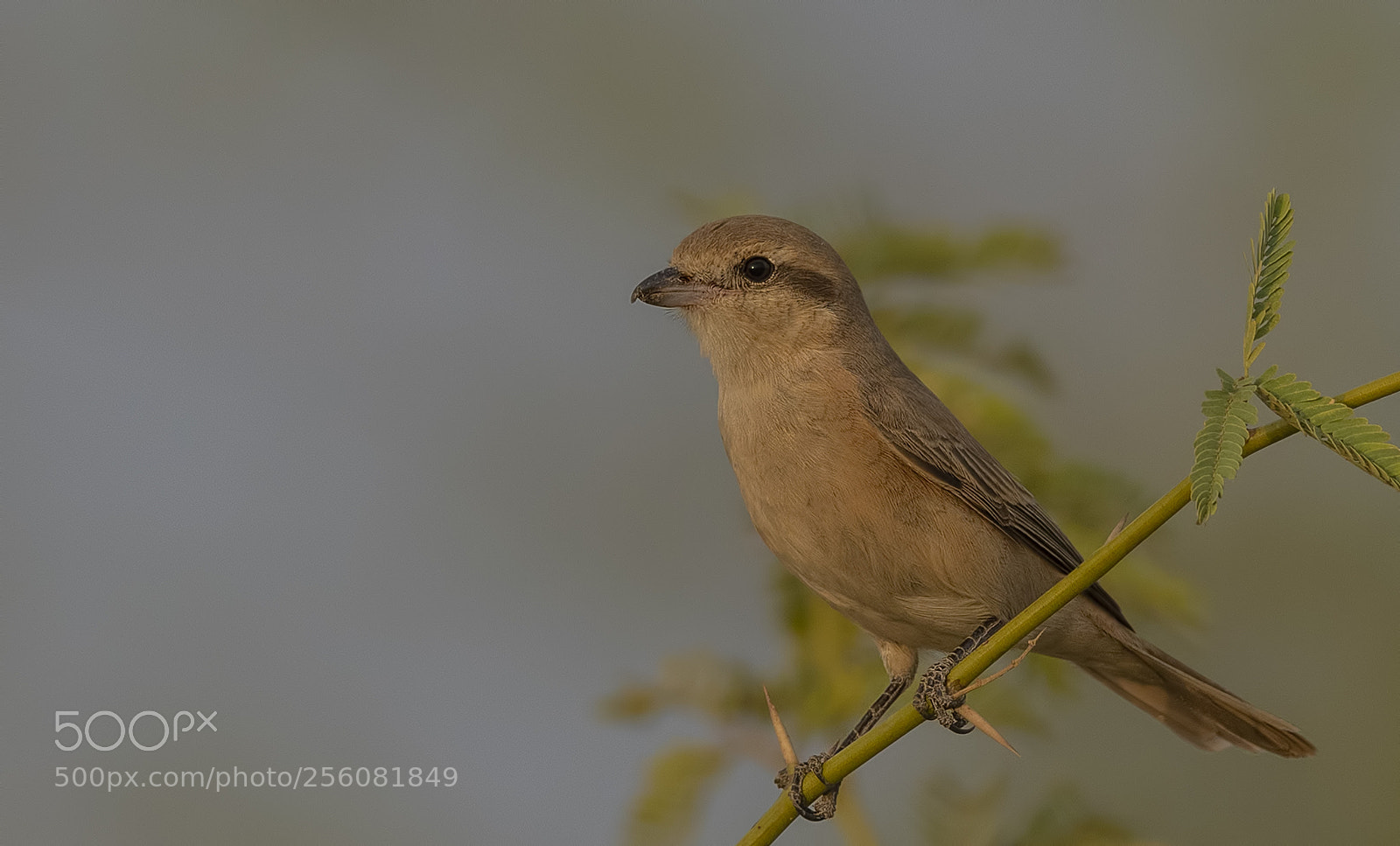 Nikon D500 sample photo. Isabelline shrike photography