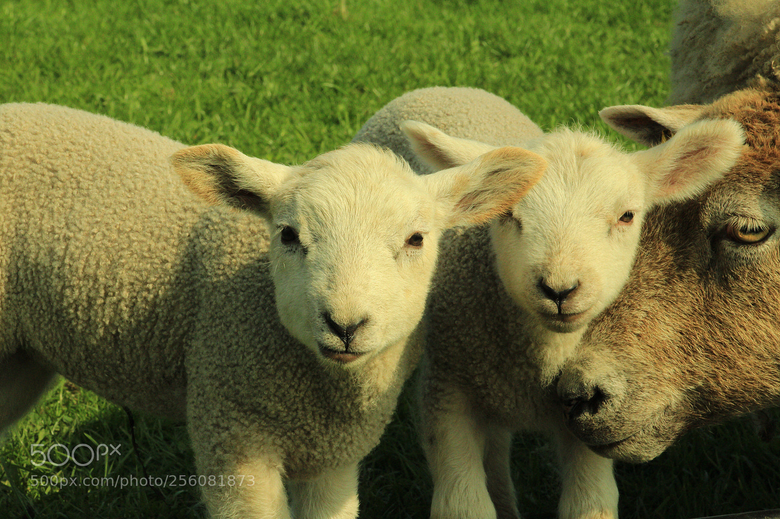 Canon EOS 700D (EOS Rebel T5i / EOS Kiss X7i) sample photo. Twins on the field  photography