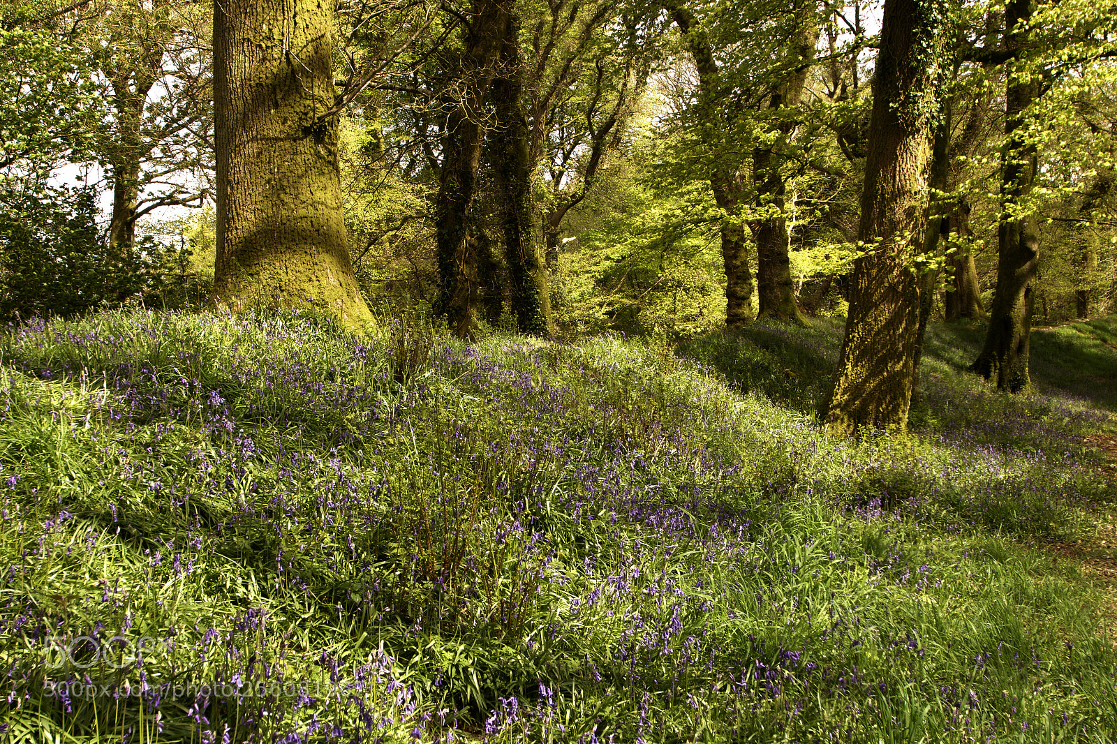 Nikon D3300 sample photo. Bluebells at blackberry camp photography
