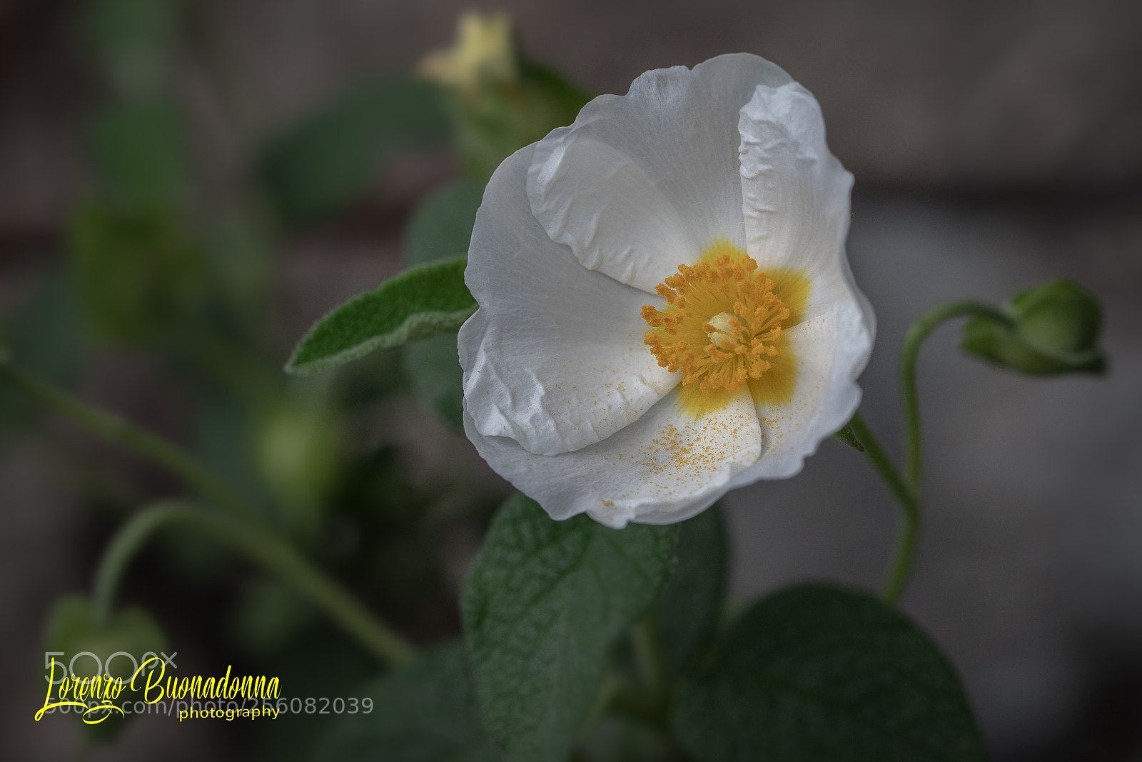 Canon EOS 7D Mark II sample photo. Cistus photography