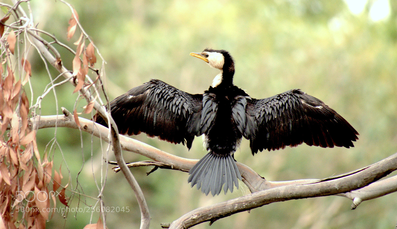Olympus OM-D E-M5 II sample photo. ,pied cormorant... photography