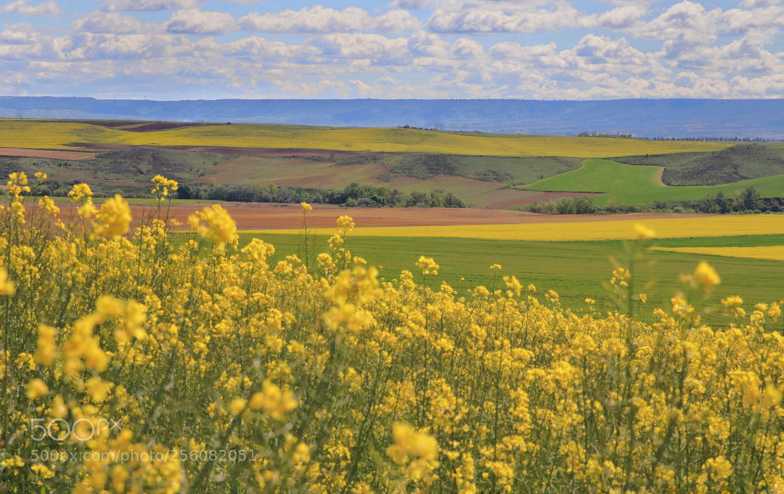 Canon EOS 80D sample photo. "rapeseed fields" photography