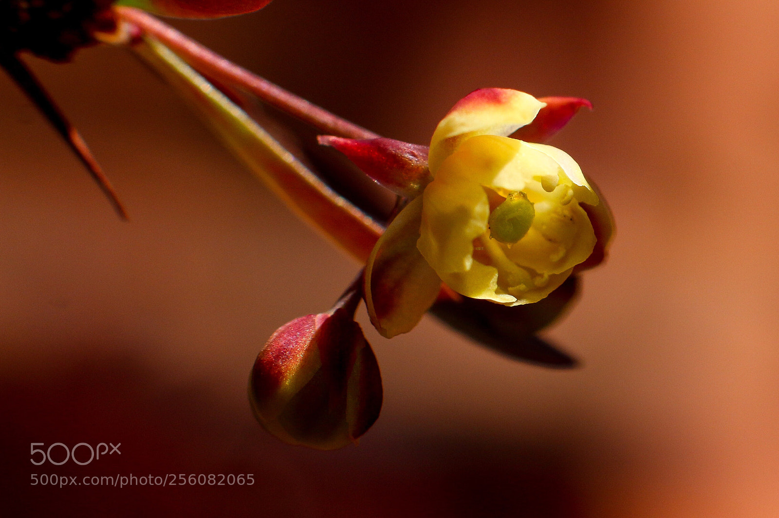 Canon EOS 70D sample photo. Untitled photography