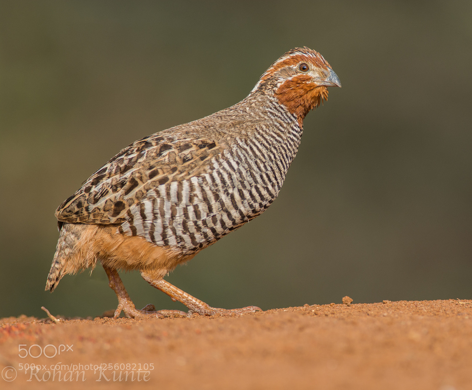 Nikon D7100 sample photo. Jungle bush quail walk photography
