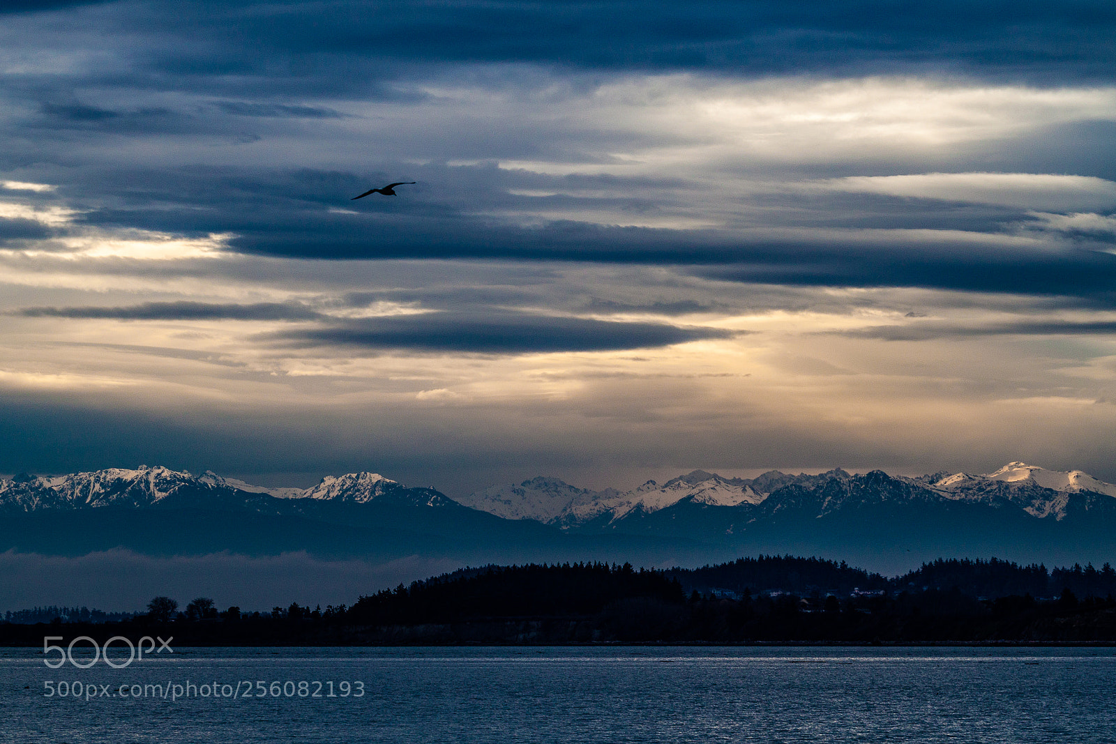 Canon EOS 500D (EOS Rebel T1i / EOS Kiss X3) sample photo. Guardians of puget sound photography