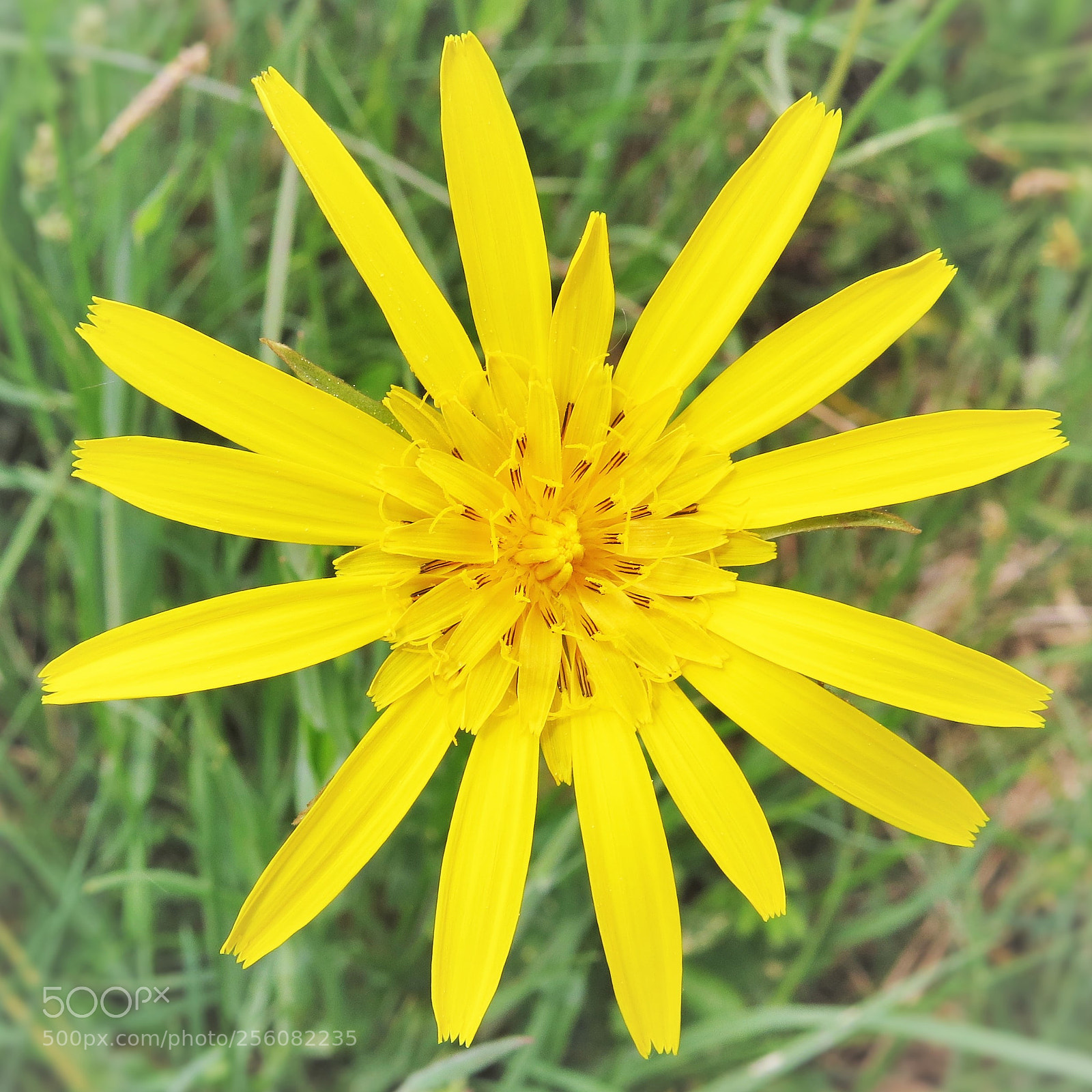 Canon PowerShot SX50 HS sample photo. Beautiful yellow meadow flower () photography
