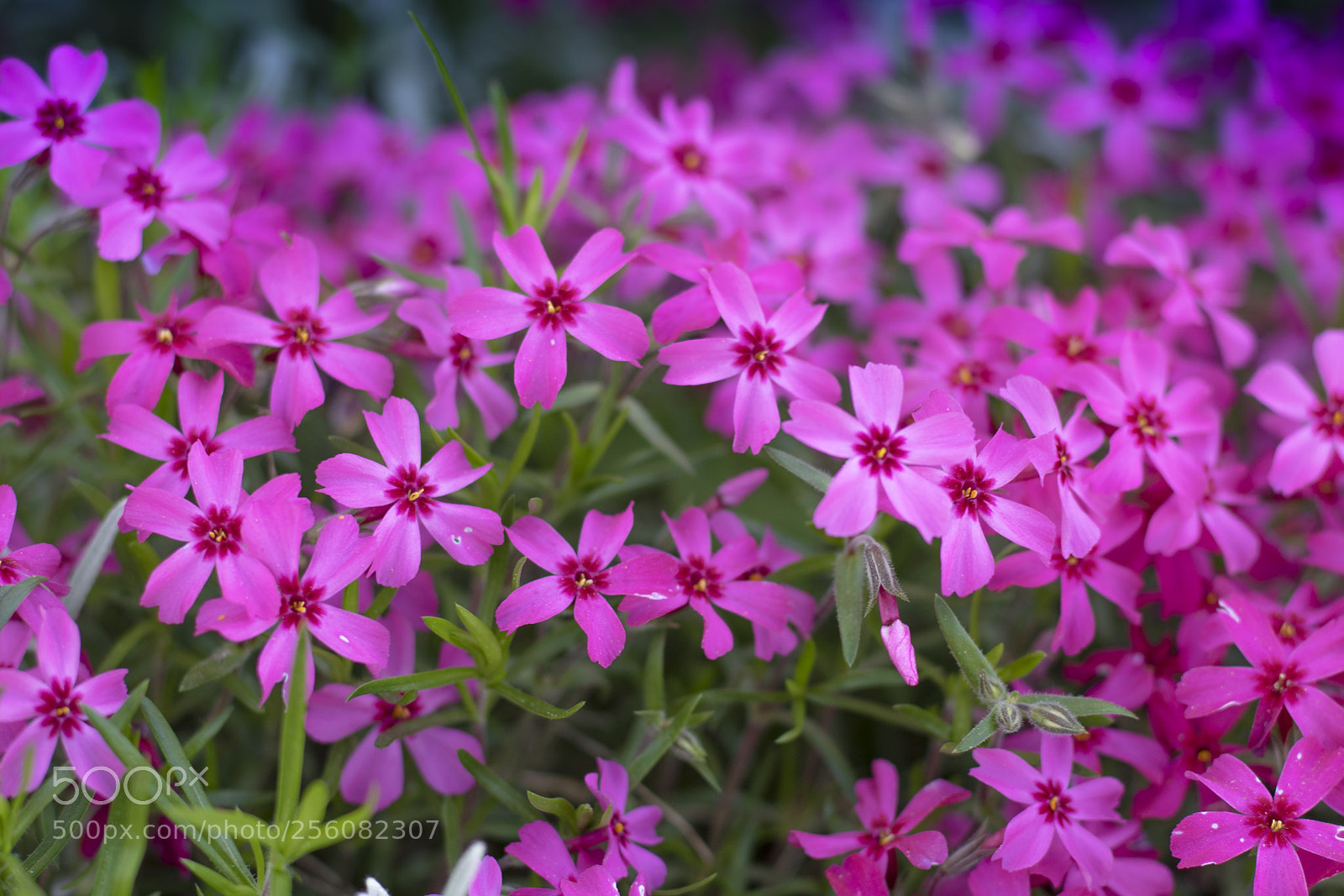 Canon EOS 750D (EOS Rebel T6i / EOS Kiss X8i) sample photo. Img photography