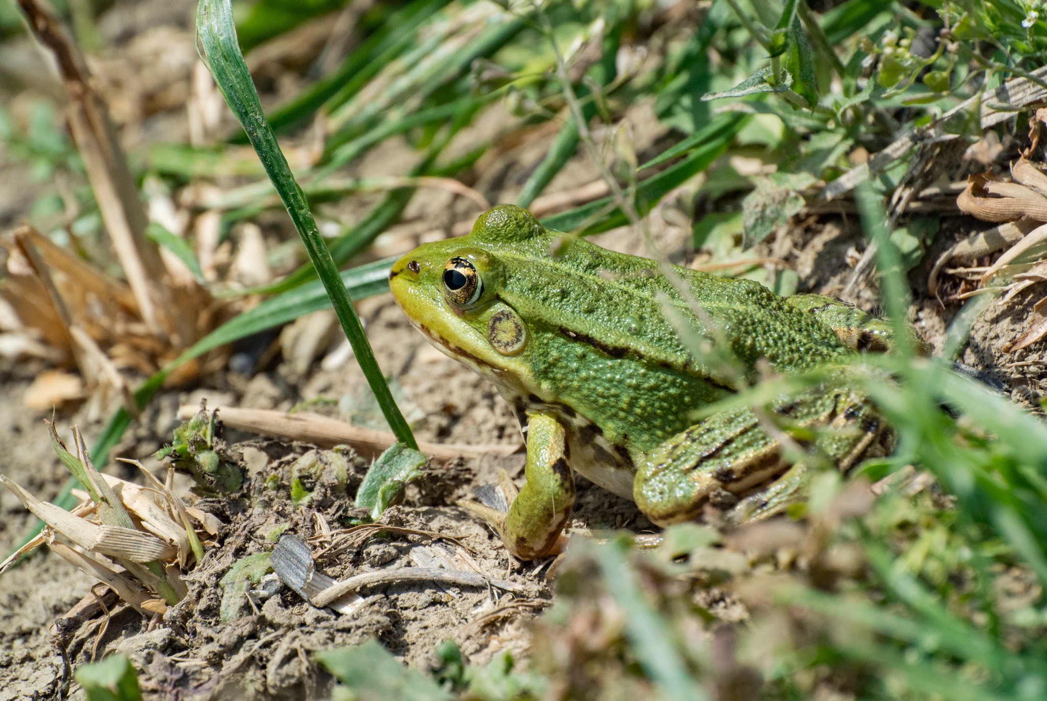 Nikon 1 J1 sample photo. Frog photography