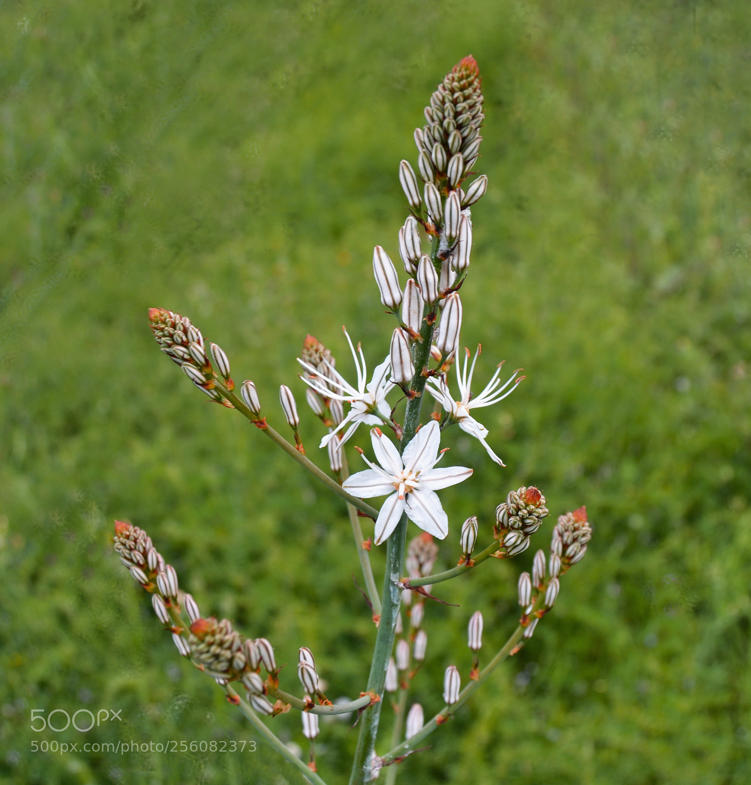 Nikon D3100 sample photo. Asf delo blanco. asphodelus photography