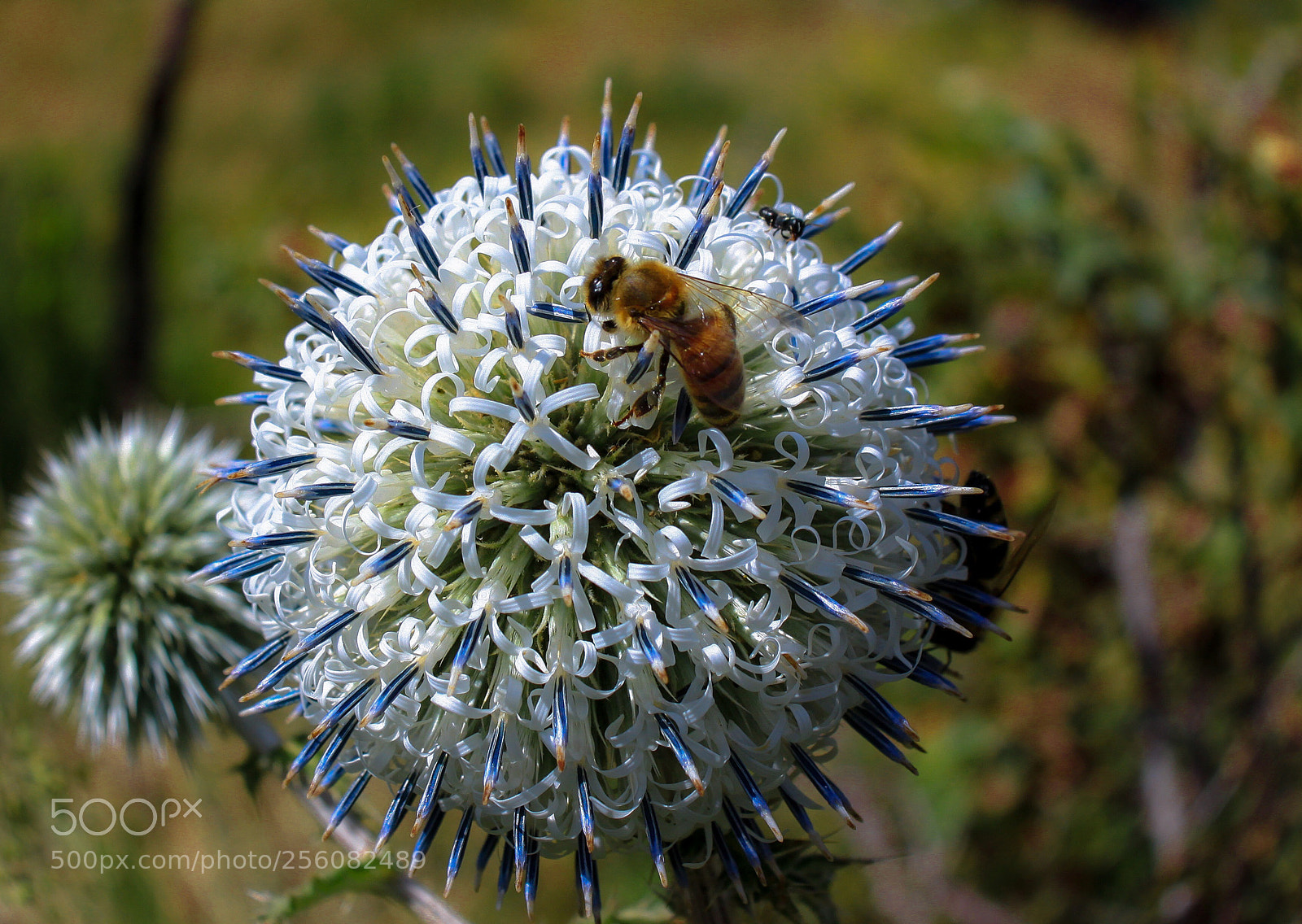 Canon EOS 50D sample photo. Untitled photography