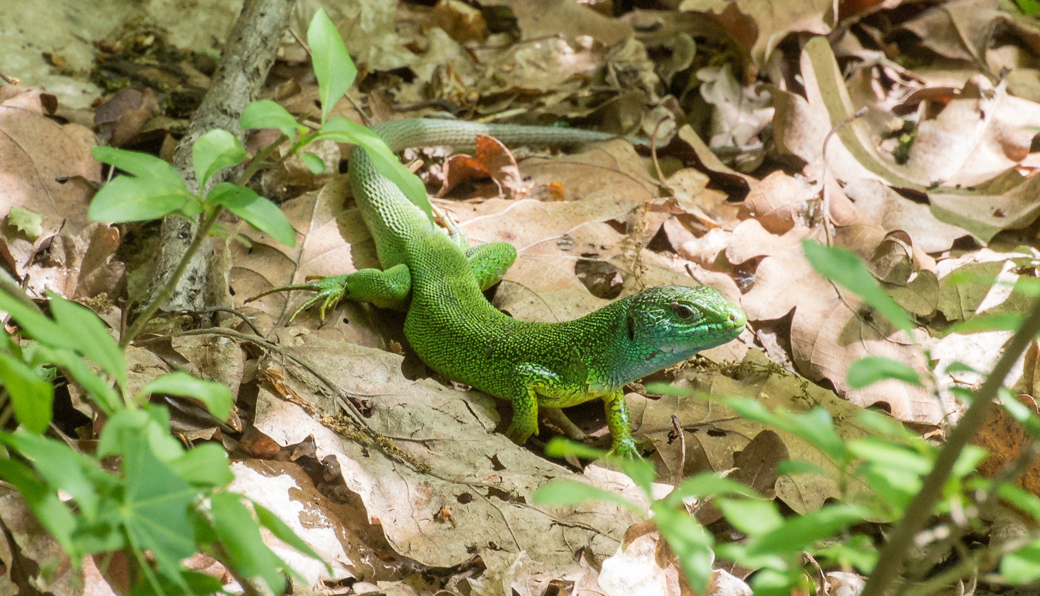 Nikon 1 J1 sample photo. Lacerta viridis photography