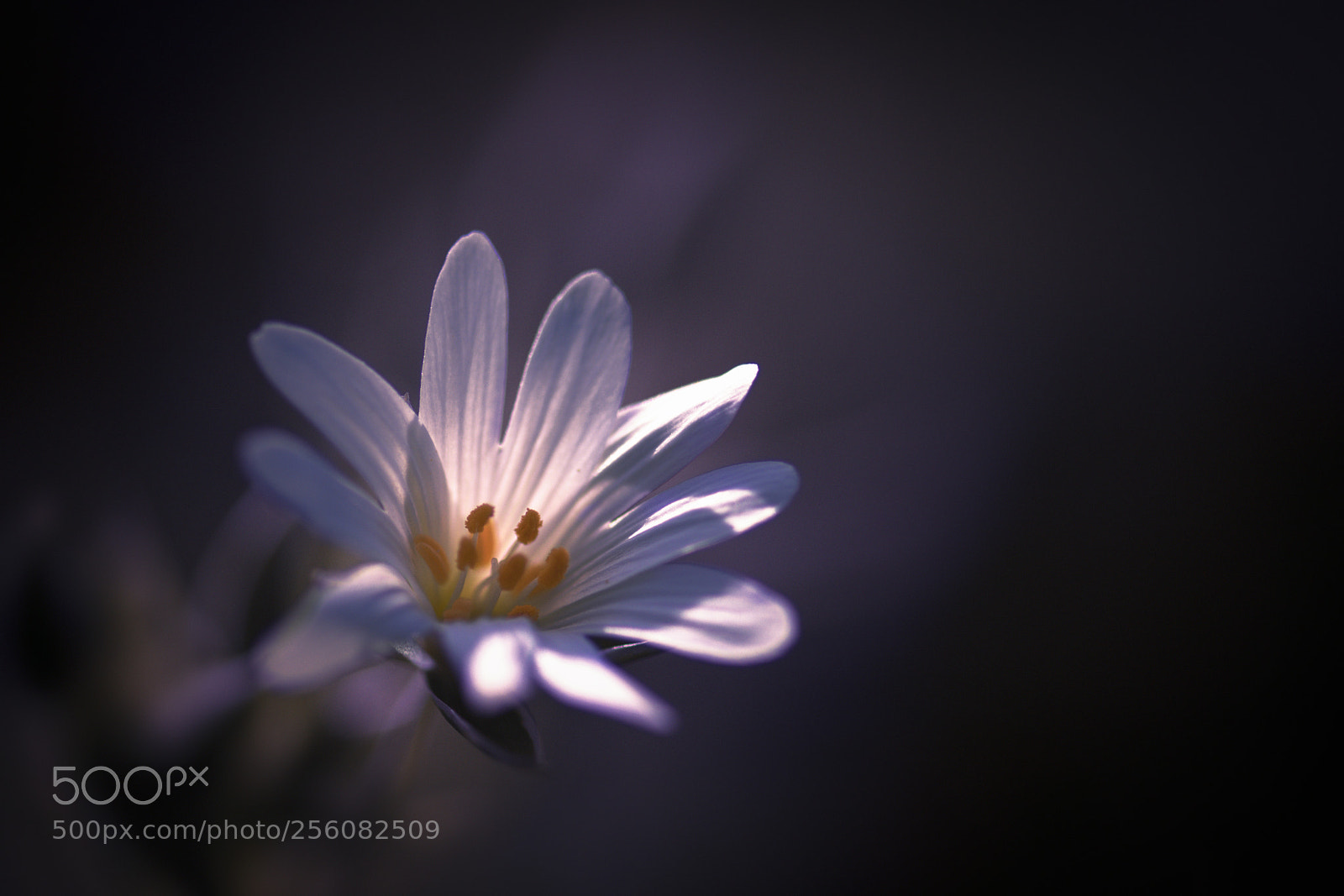 Nikon D7200 sample photo. Light up photography