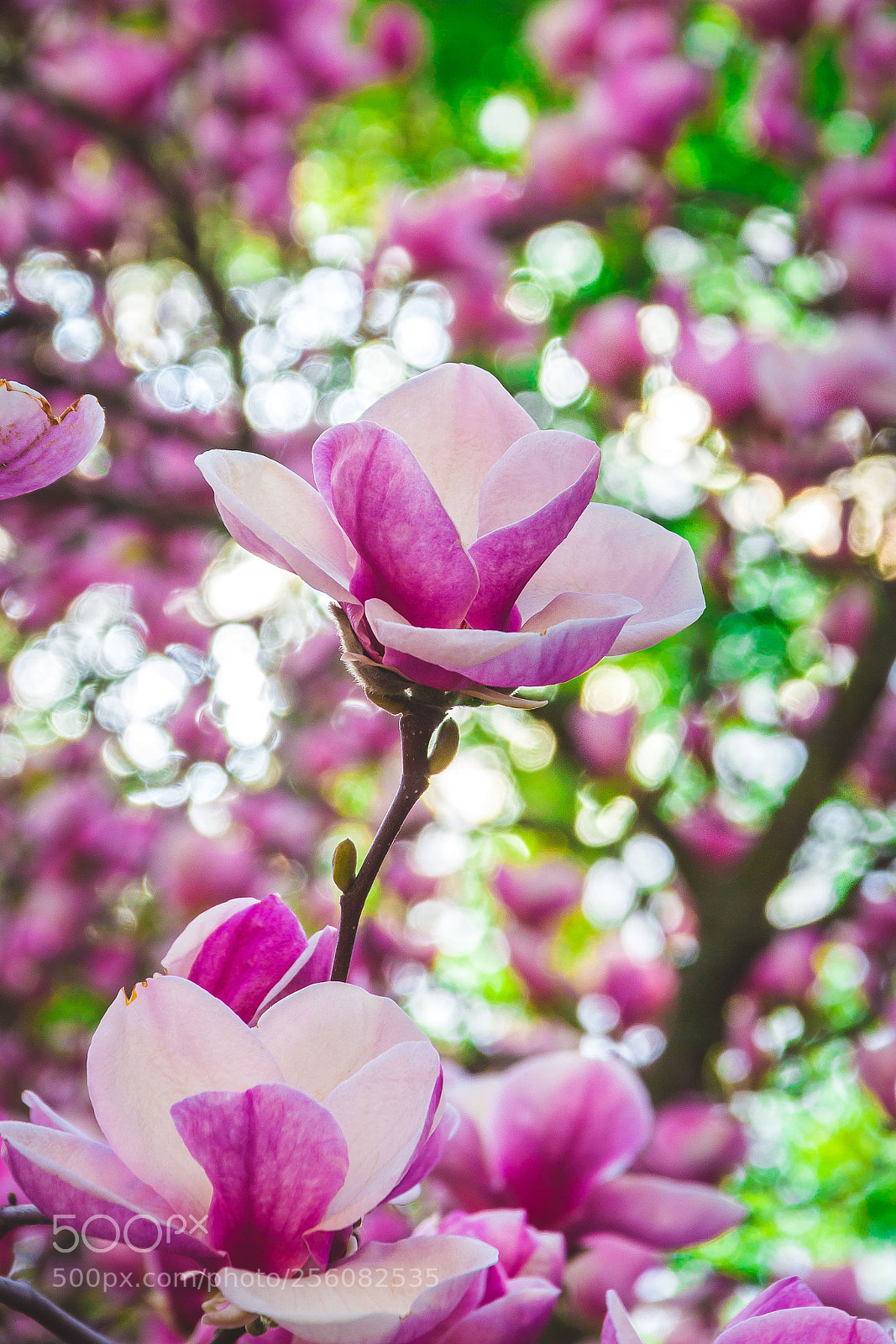 Nikon D7200 sample photo. Magnolia photography