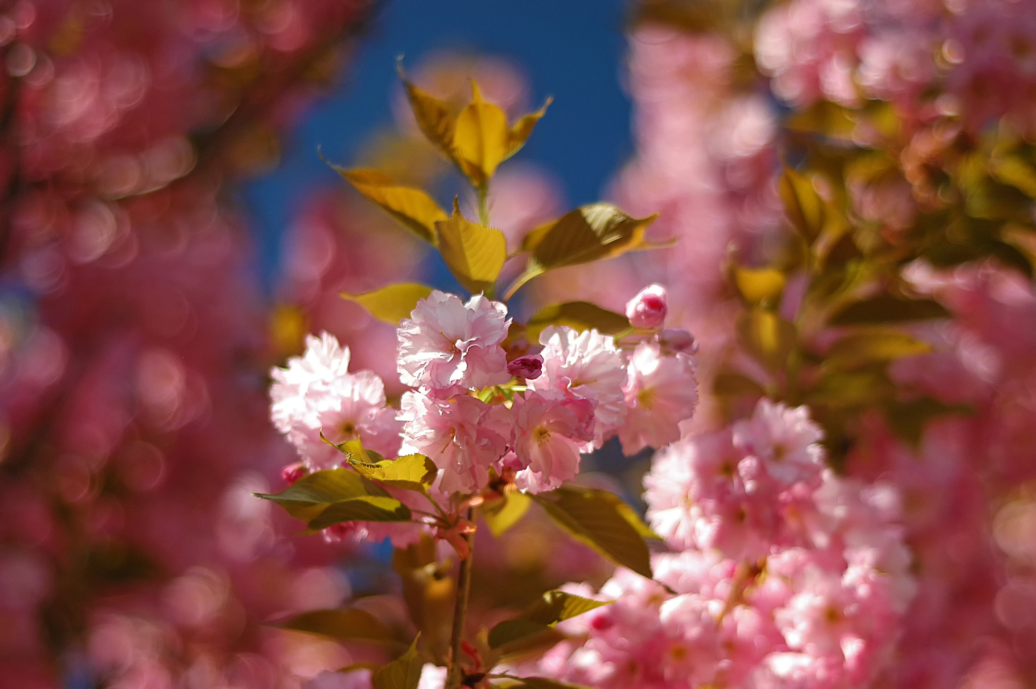 Nikon D100 sample photo. Pink first flowers photography