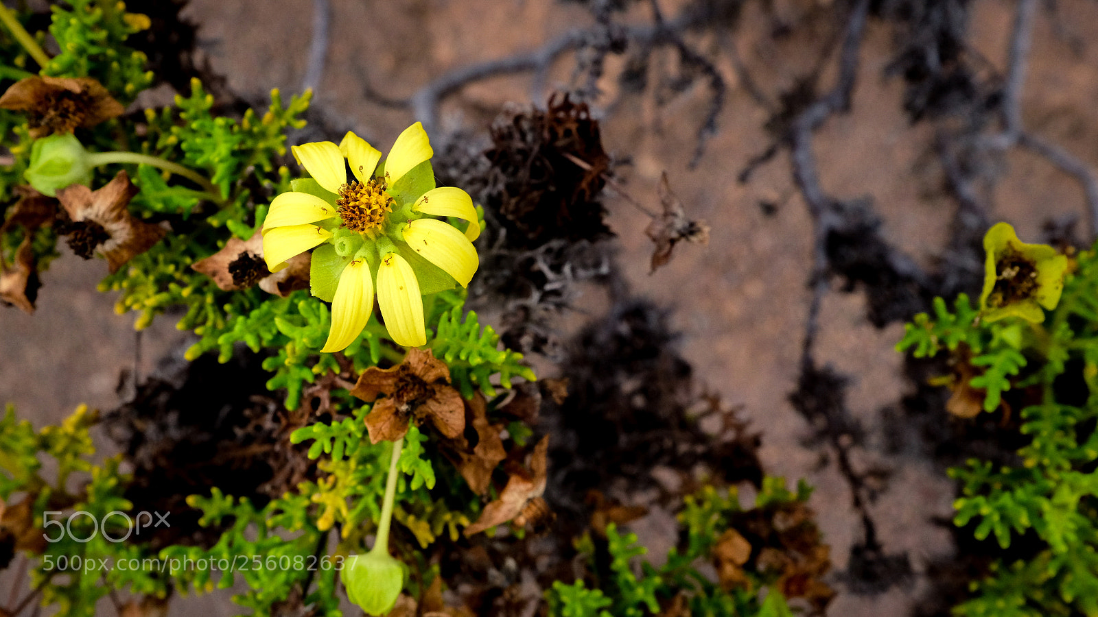 Fujifilm X100T sample photo. Yellow tower photography