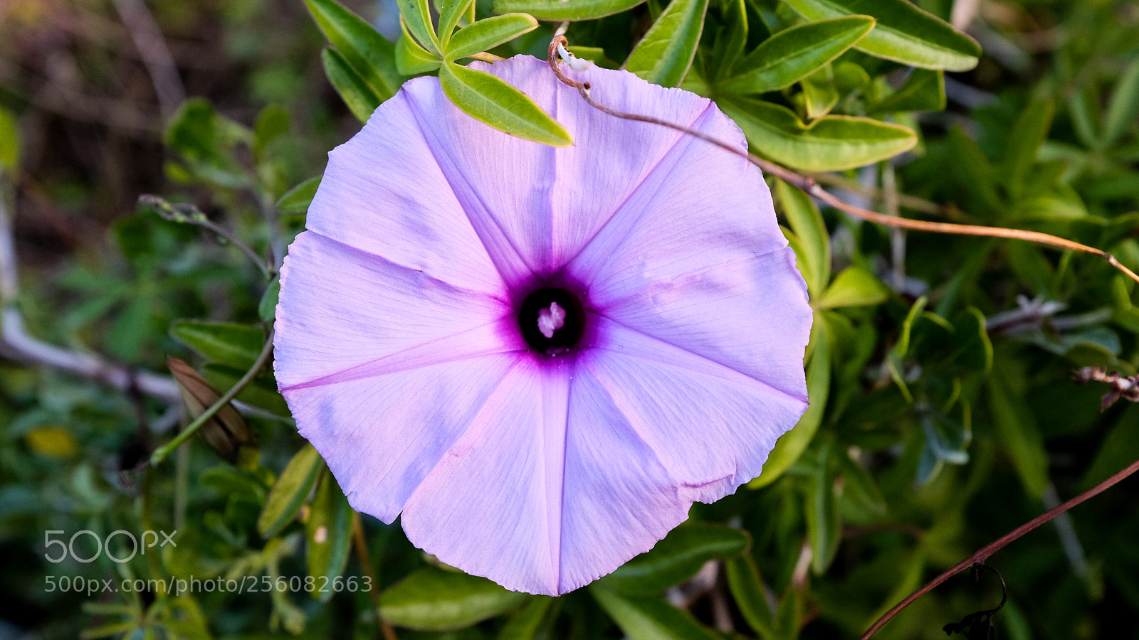 Fujifilm X100T sample photo. Purple circle photography
