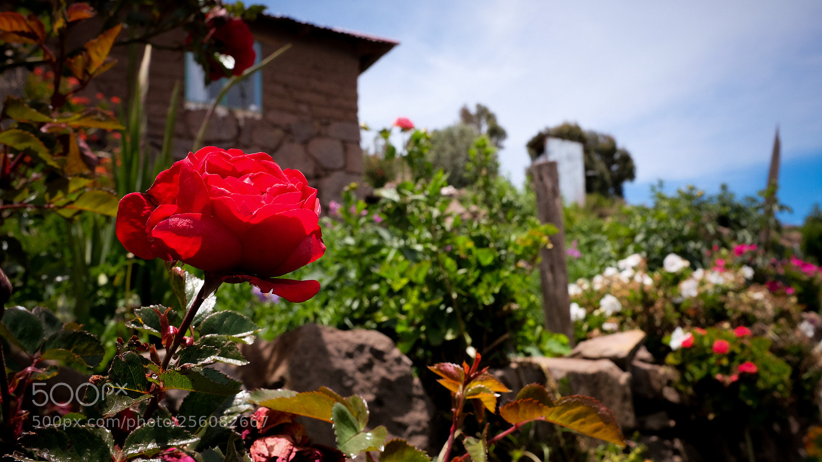 Fujifilm X100T sample photo. Red countryside photography