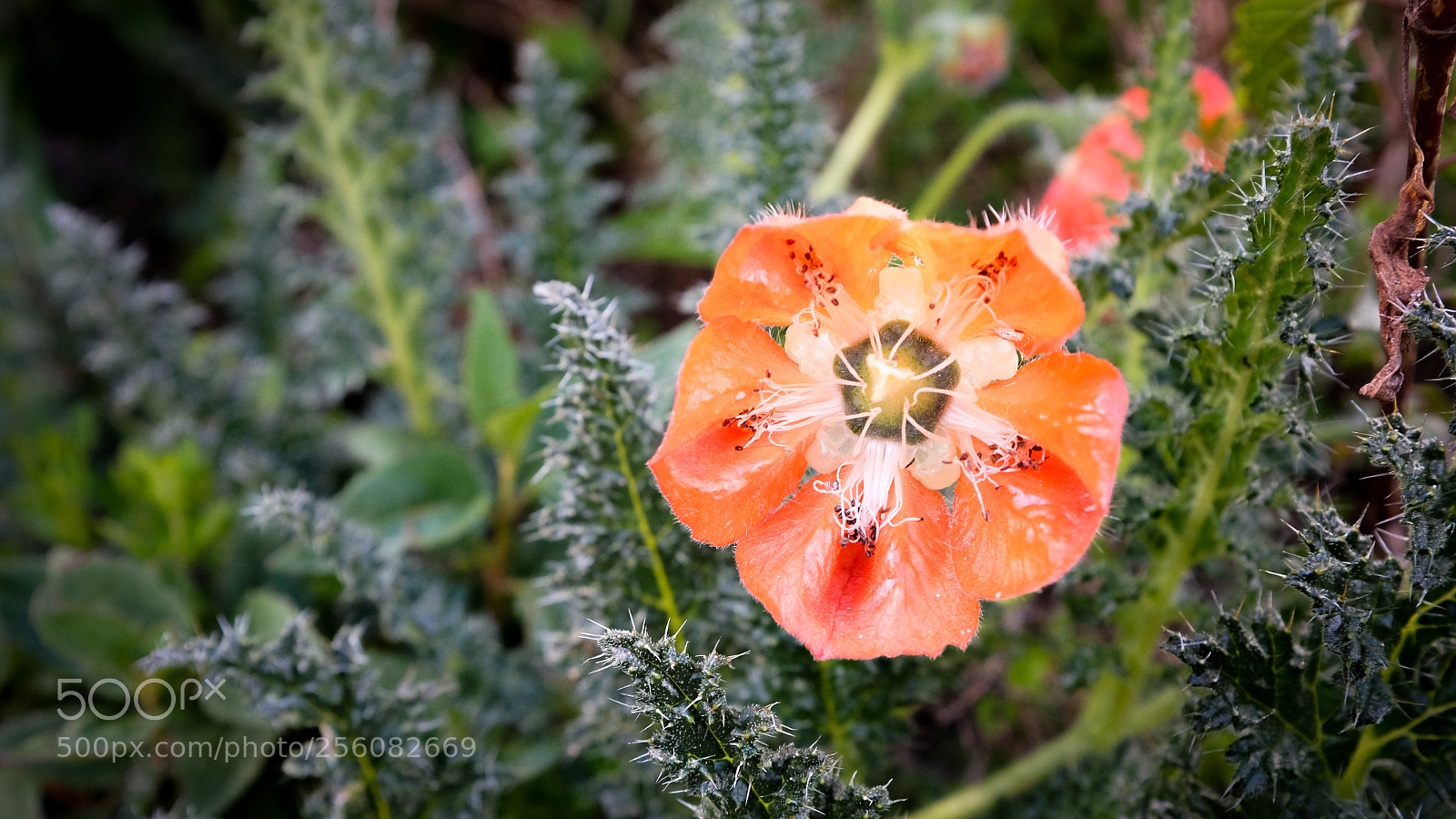 Fujifilm X100T sample photo. Orange pillow photography