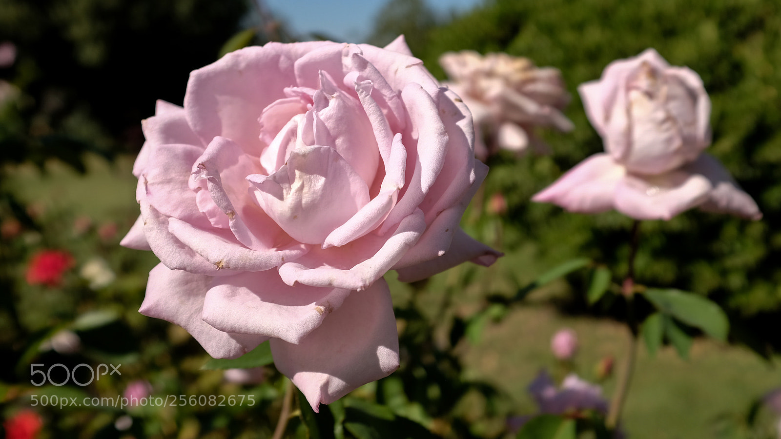 Fujifilm X100T sample photo. Fluffy pink clouds photography