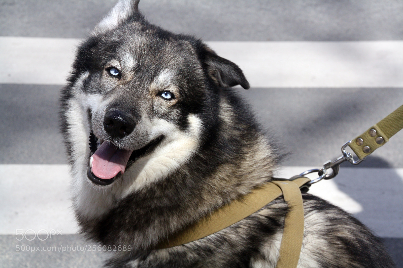 Canon EOS 1000D (EOS Digital Rebel XS / EOS Kiss F) sample photo. Smiling dog photography