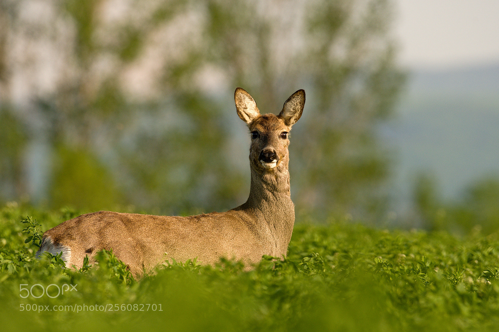 Nikon D500 sample photo. Doe photography