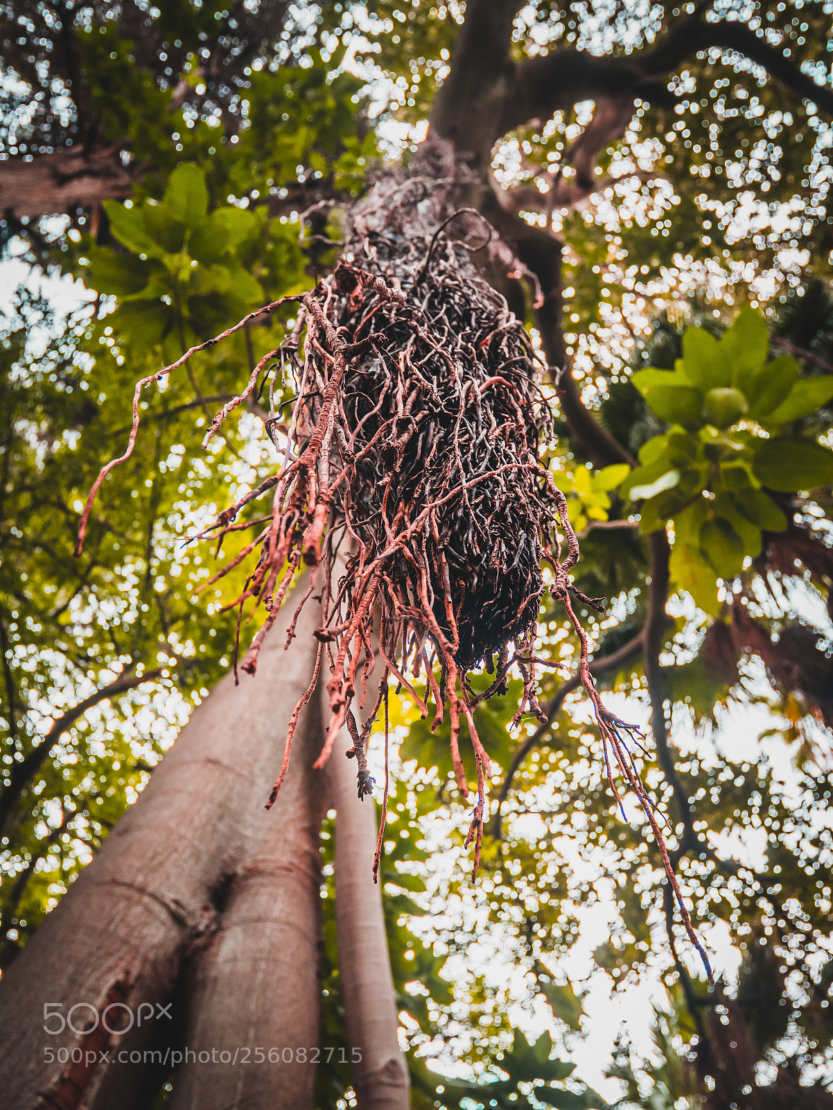 Panasonic Lumix DMC-GX85 (Lumix DMC-GX80 / Lumix DMC-GX7 Mark II) sample photo. Roots photography