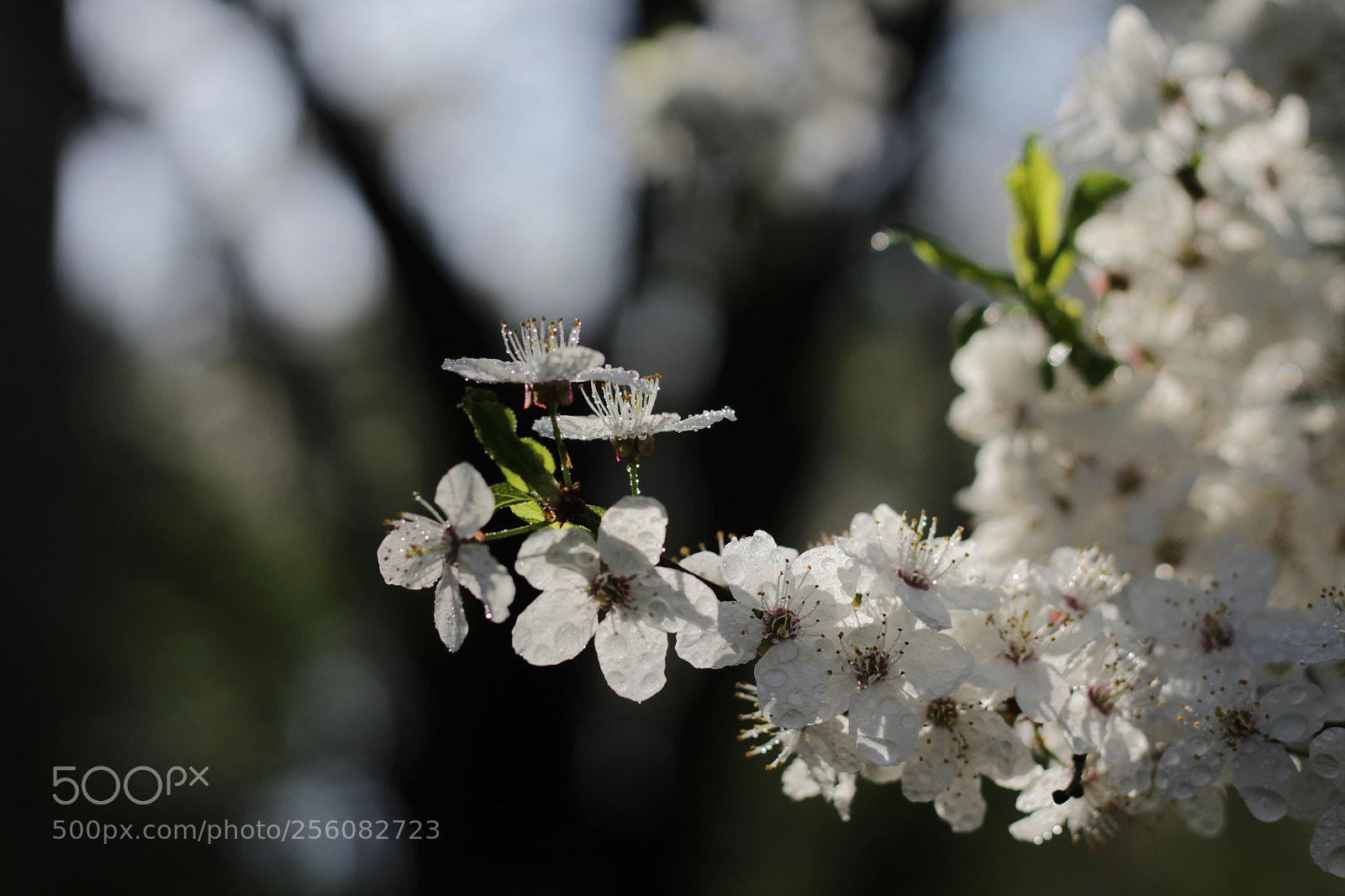 Canon EOS 1200D (EOS Rebel T5 / EOS Kiss X70 / EOS Hi) + Canon EF 50mm F1.8 STM sample photo. White flowers after the photography