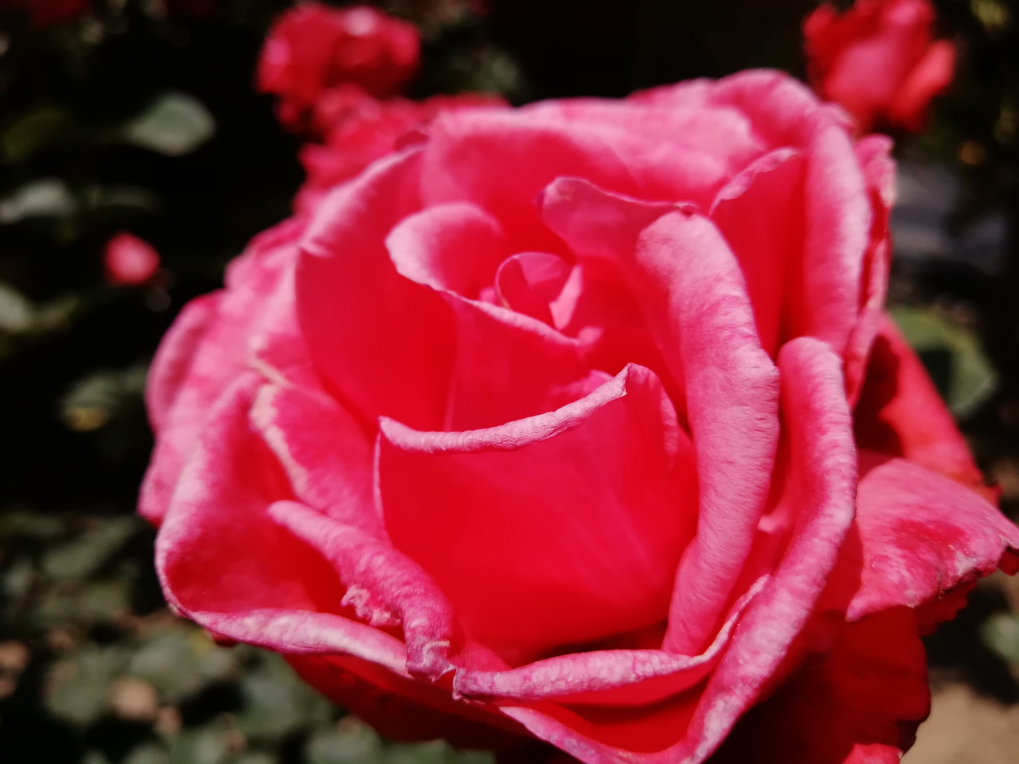 HUAWEI nova 2 Plus sample photo