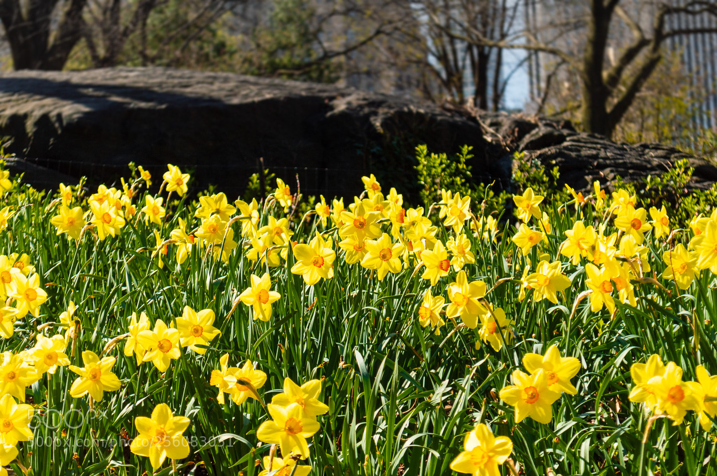 Nikon D3200 sample photo. Central park flowers photography