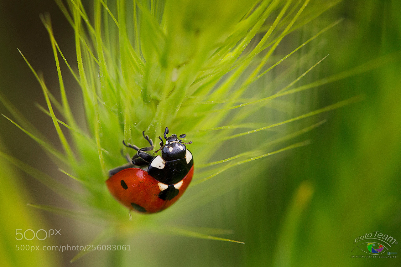 Canon EOS 6D sample photo. ... photography