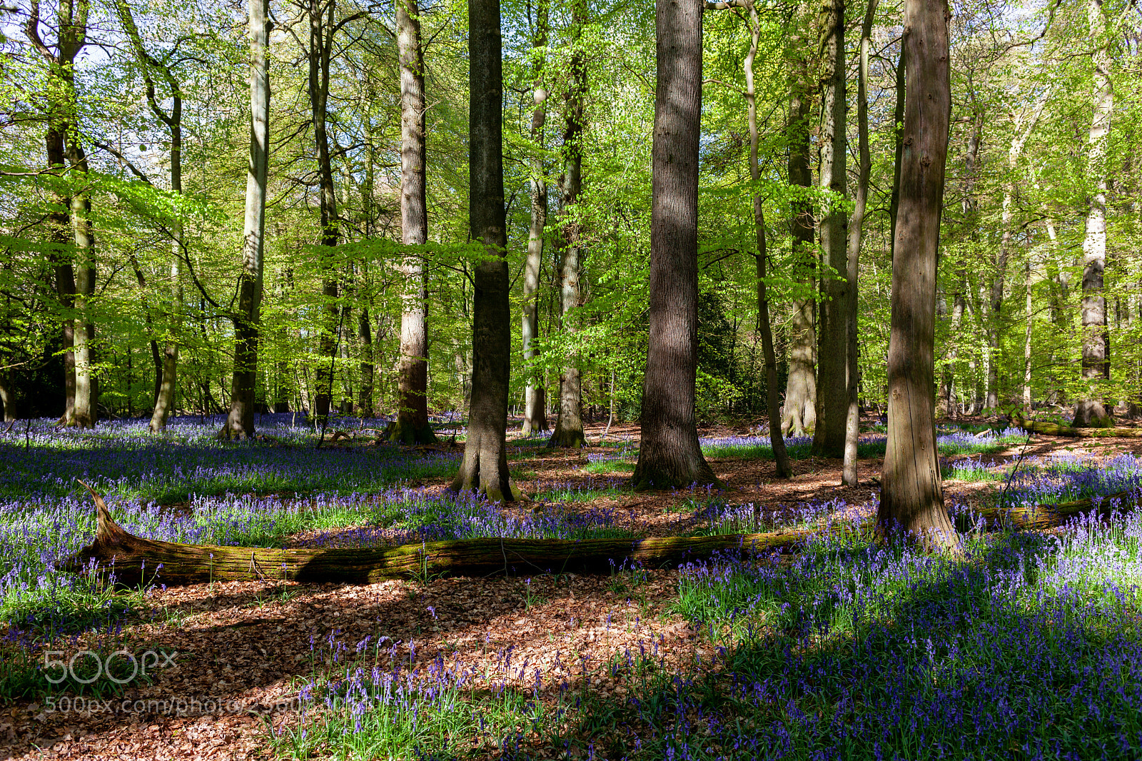Canon EOS 5D Mark II sample photo. Bluebells photography