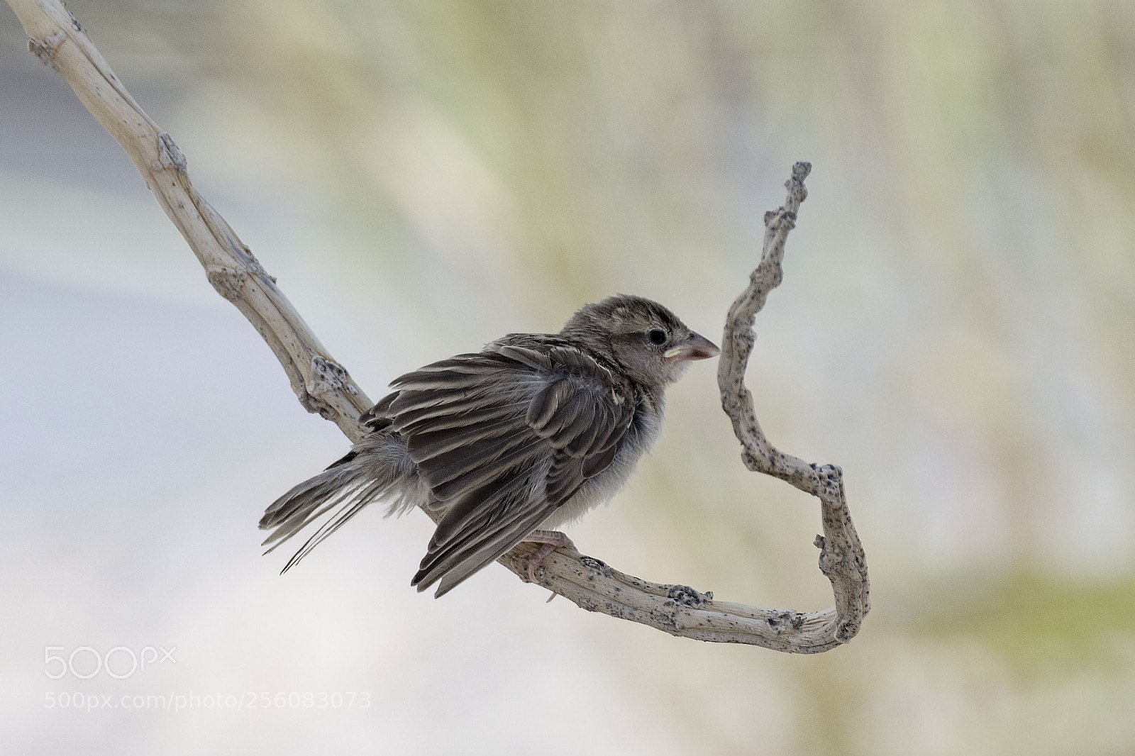 Nikon D500 sample photo. A fledgling's dream photography