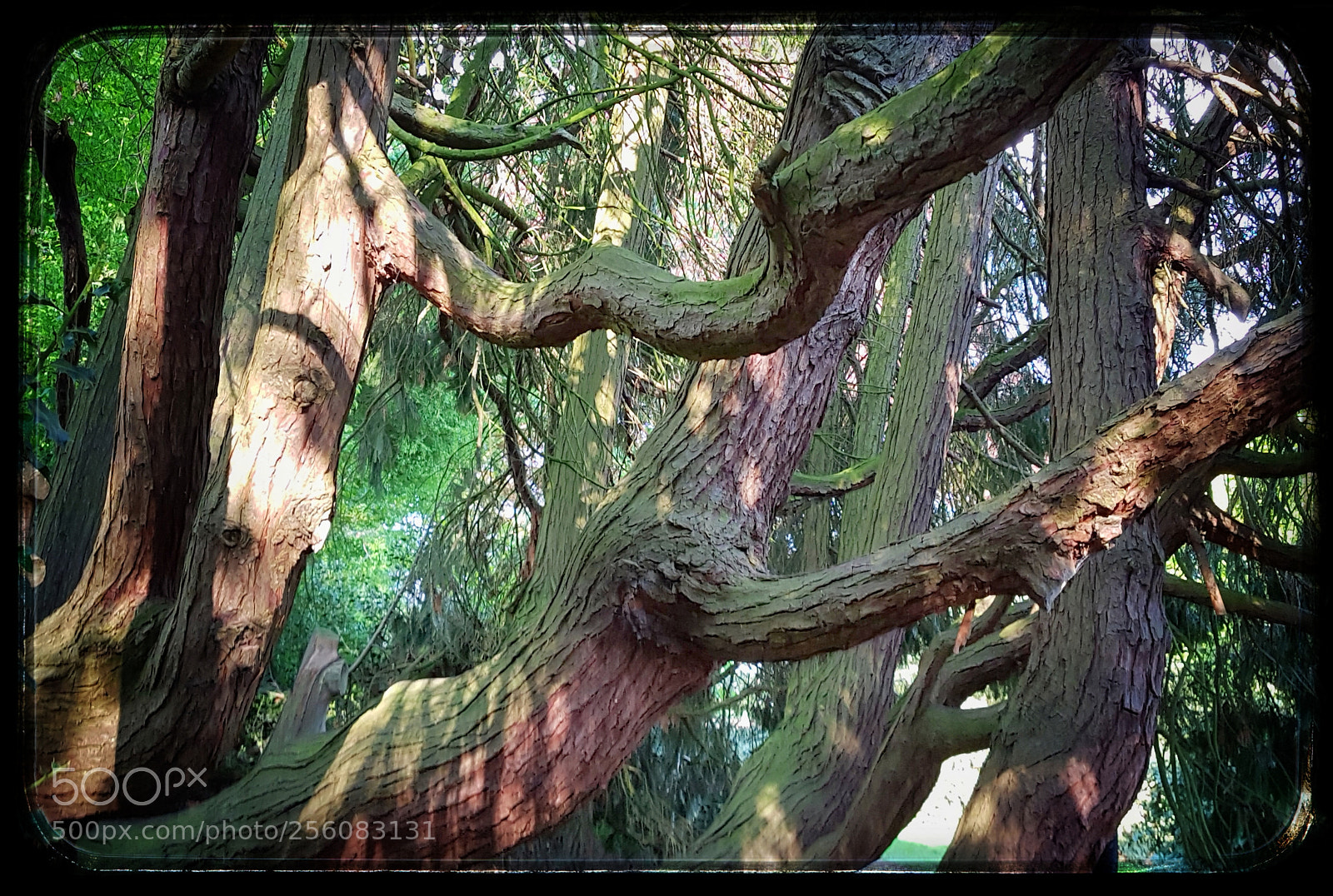 Samsung Galaxy S7 sample photo. Tree photography