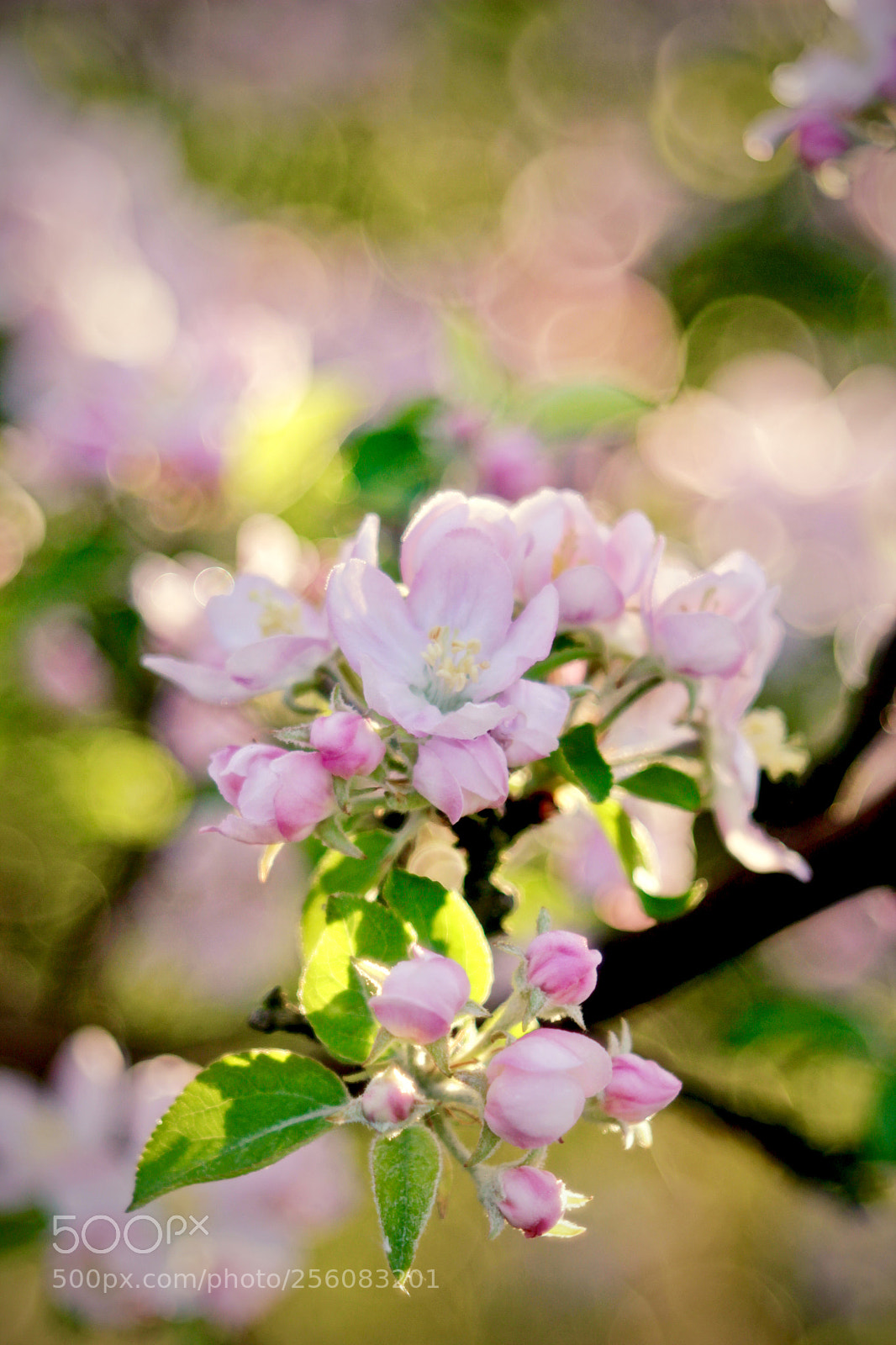 Canon EOS 60D sample photo. Wiosna photography