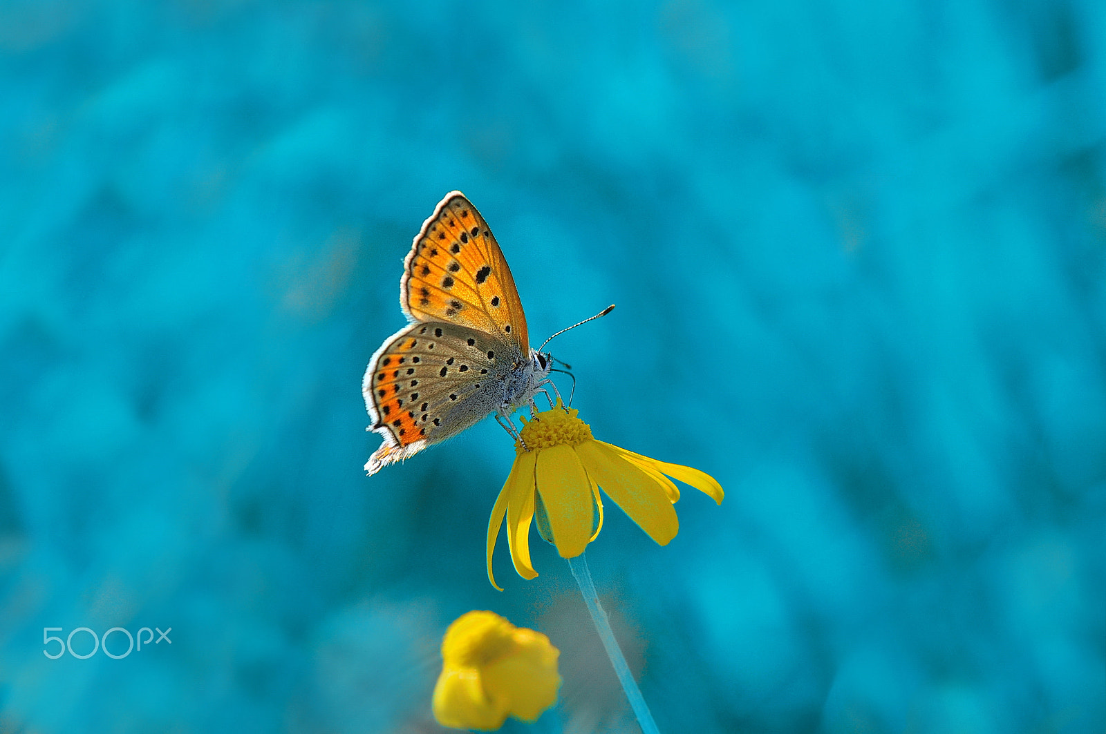 Nikon D5000 + Nikon AF-S Micro-Nikkor 105mm F2.8G IF-ED VR sample photo. Butterfly photography